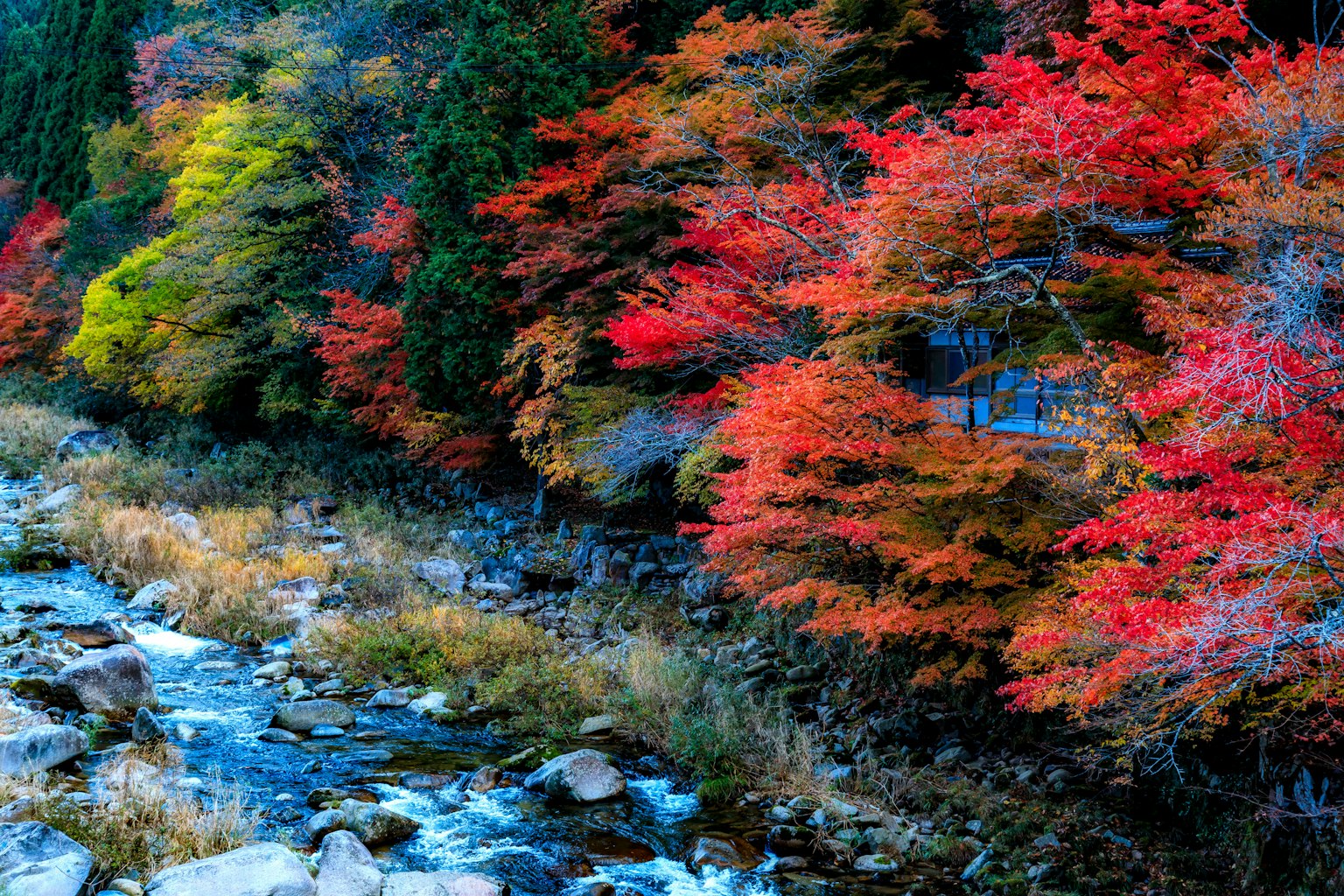 Lebendige Herbstblätter entlang eines klaren Baches