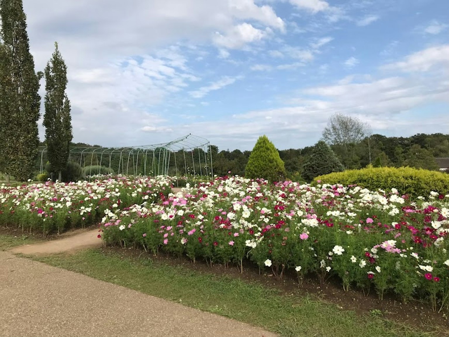 Paysage de jardin magnifique avec des fleurs en fleurs sous un ciel bleu et des nuages blancs