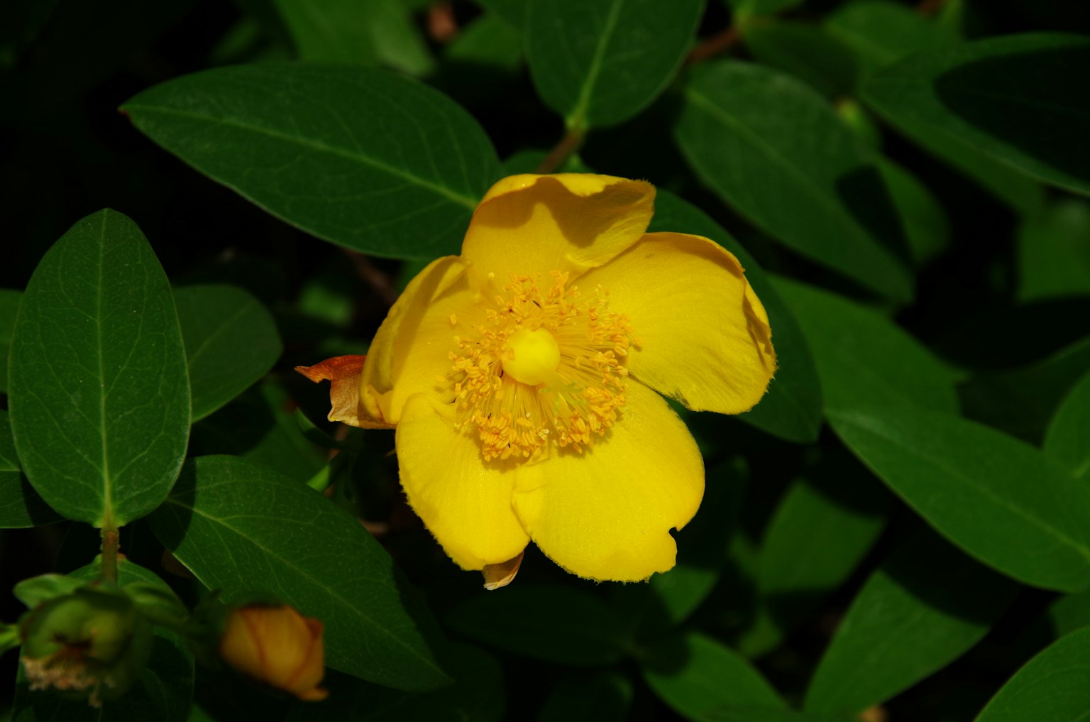Eine gelbe Blume umgeben von grünen Blättern