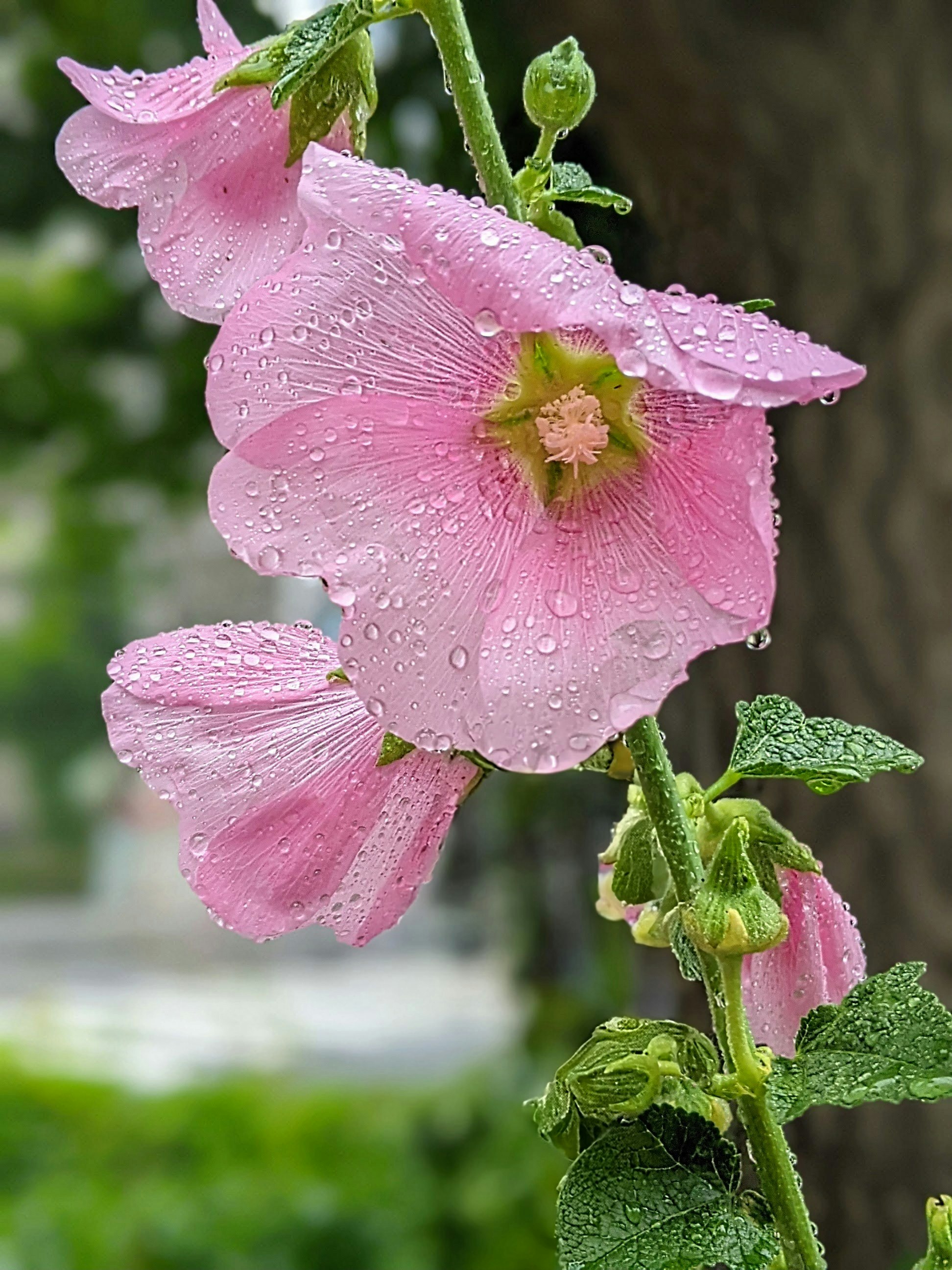 雨粒をまとったピンクのタチアオイの花