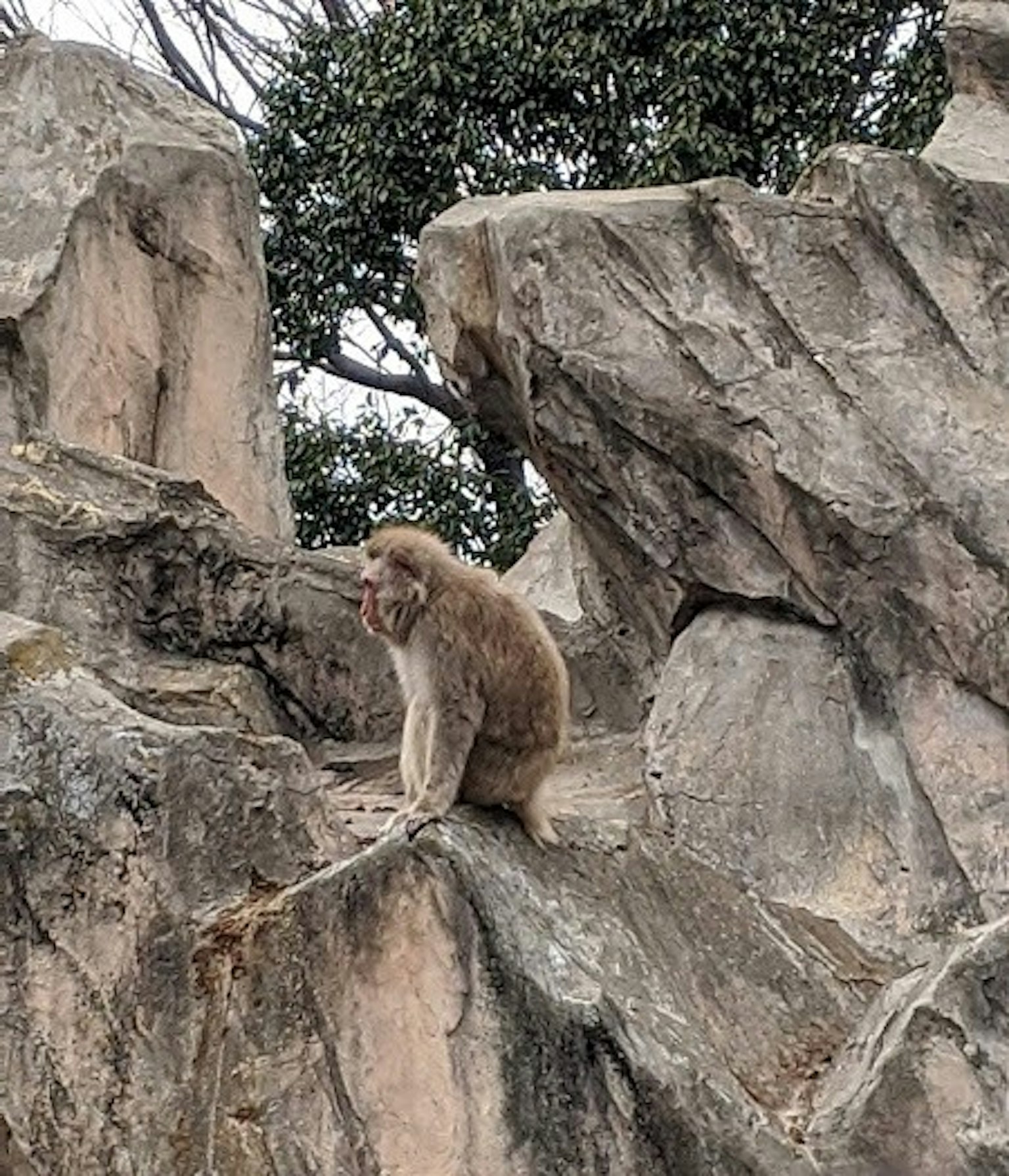 Un singe assis sur une falaise rocheuse