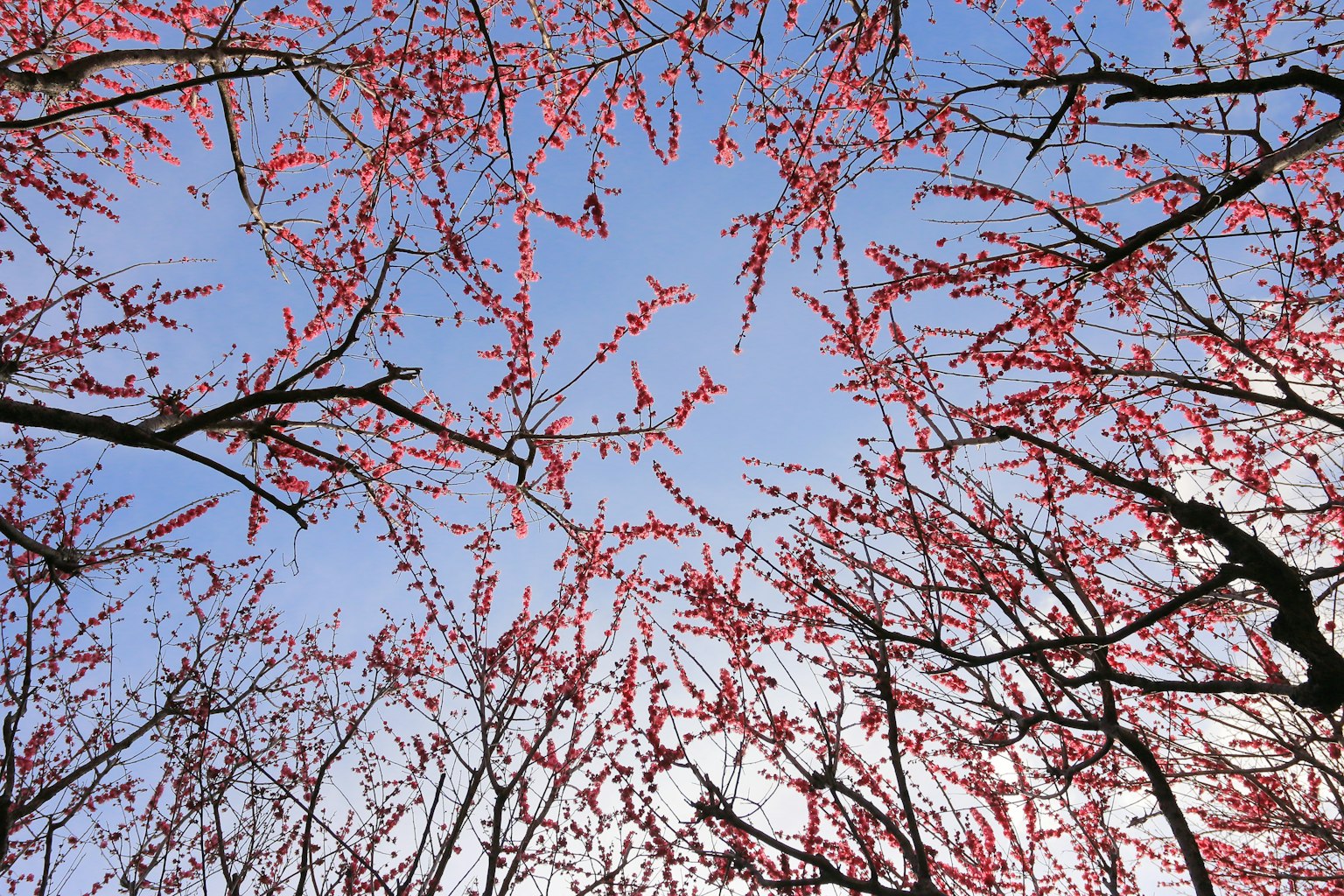 Ramas y flores de cerezo contra un cielo azul