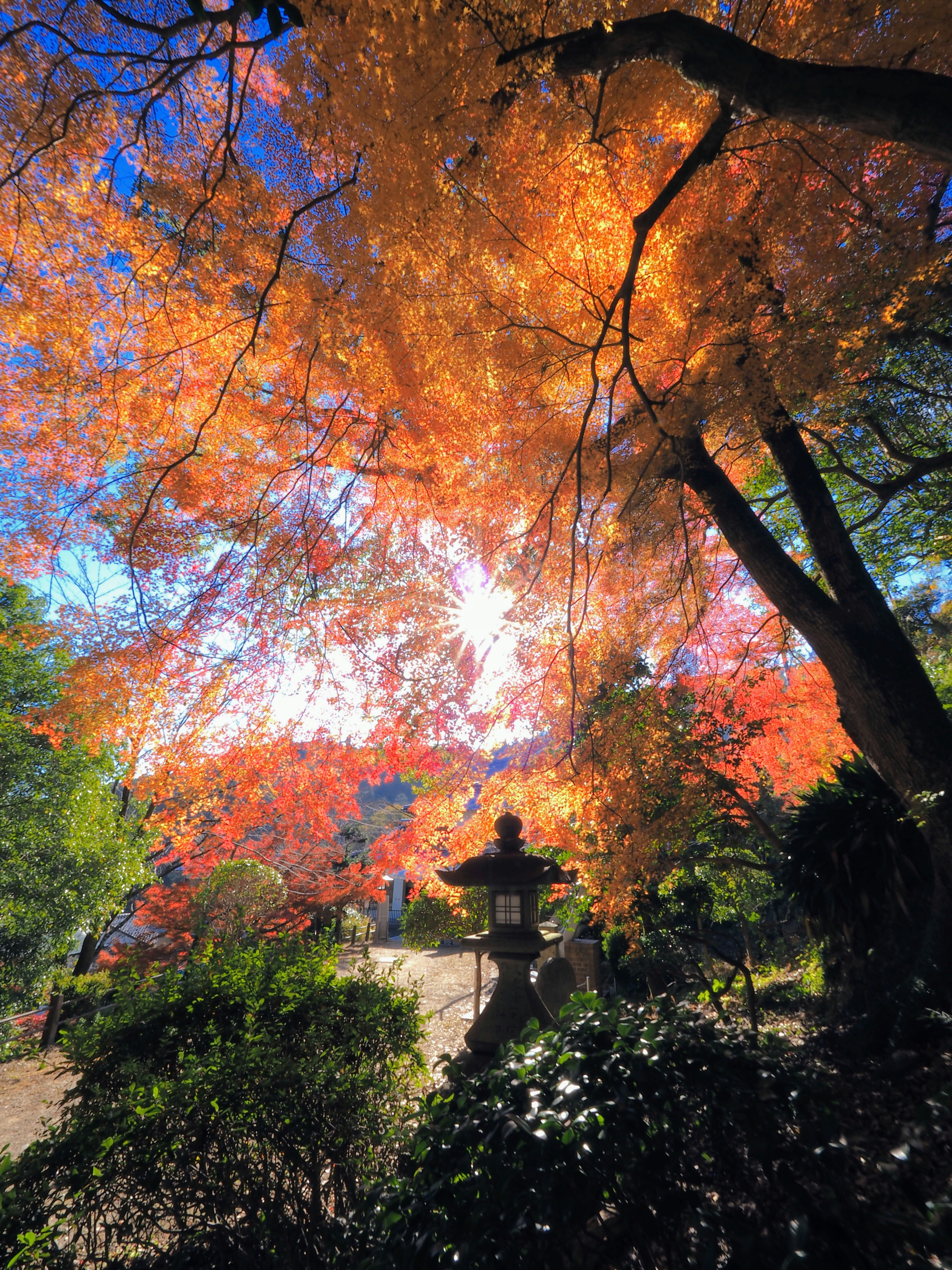 紅葉の並木と石灯籠のある庭園の小道