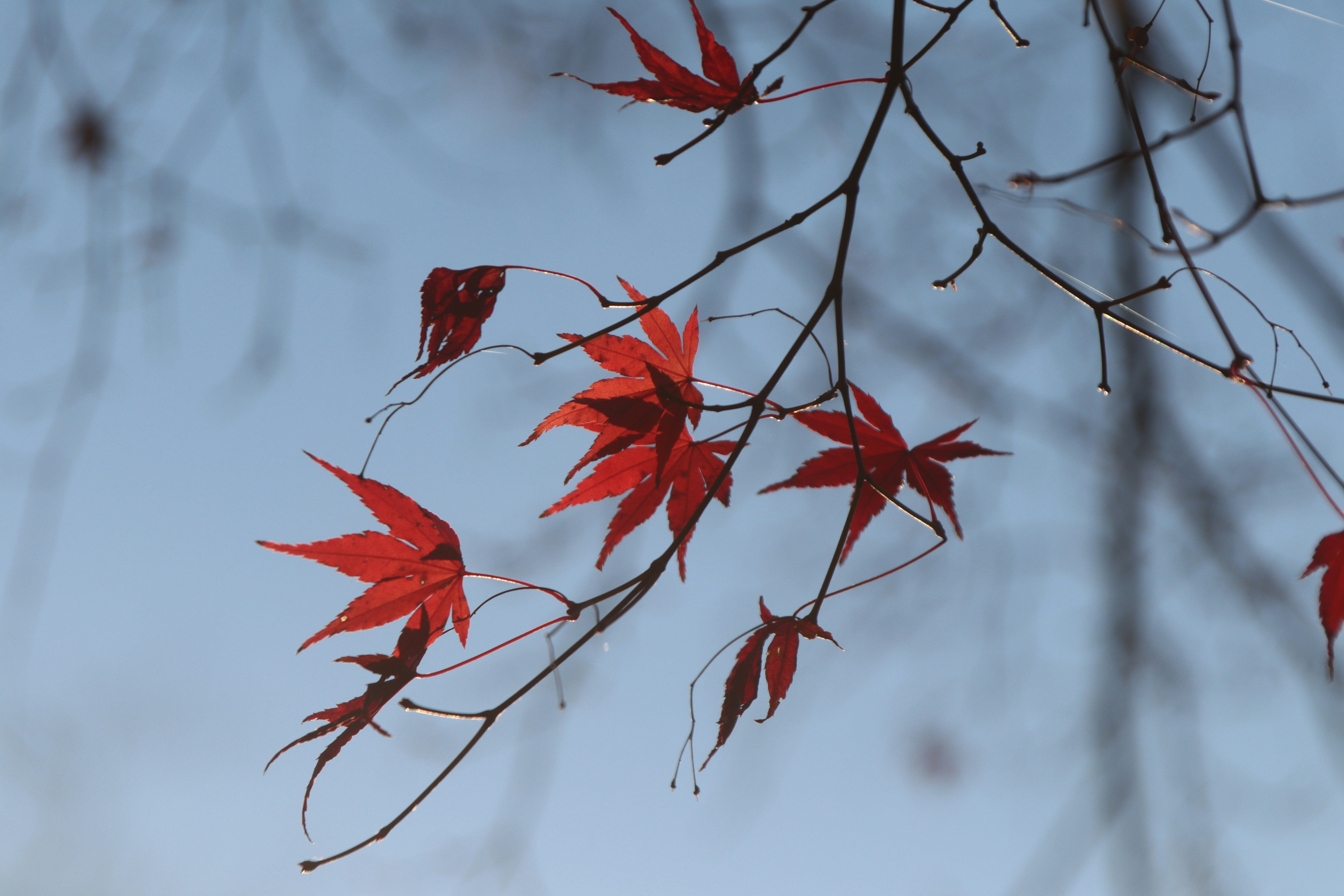 rote Ahornblätter an kahlen Ästen vor weich blauem Hintergrund