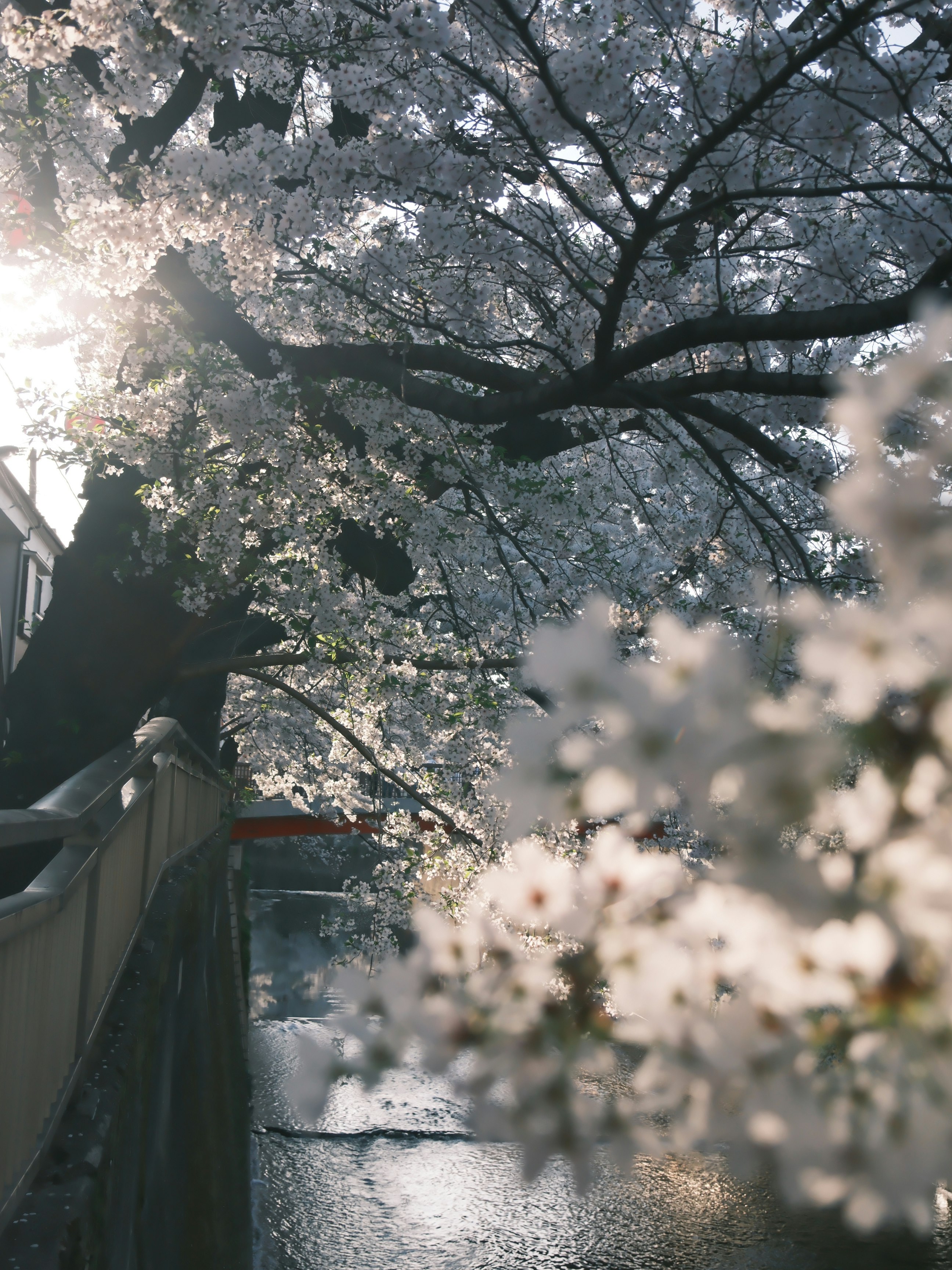 川沿いの桜並木と枝ぶりのある風景