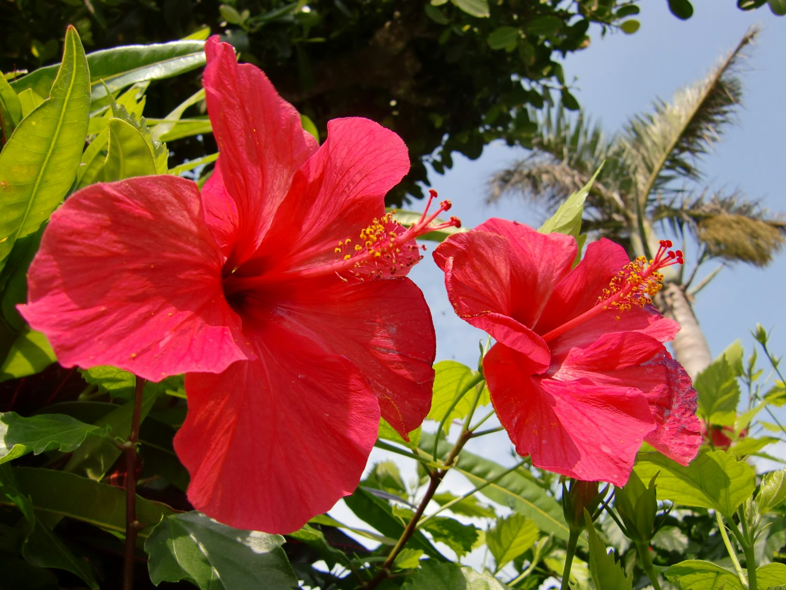 Deux fleurs d'hibiscus rouges brillantes s'épanouissant sous un ciel bleu