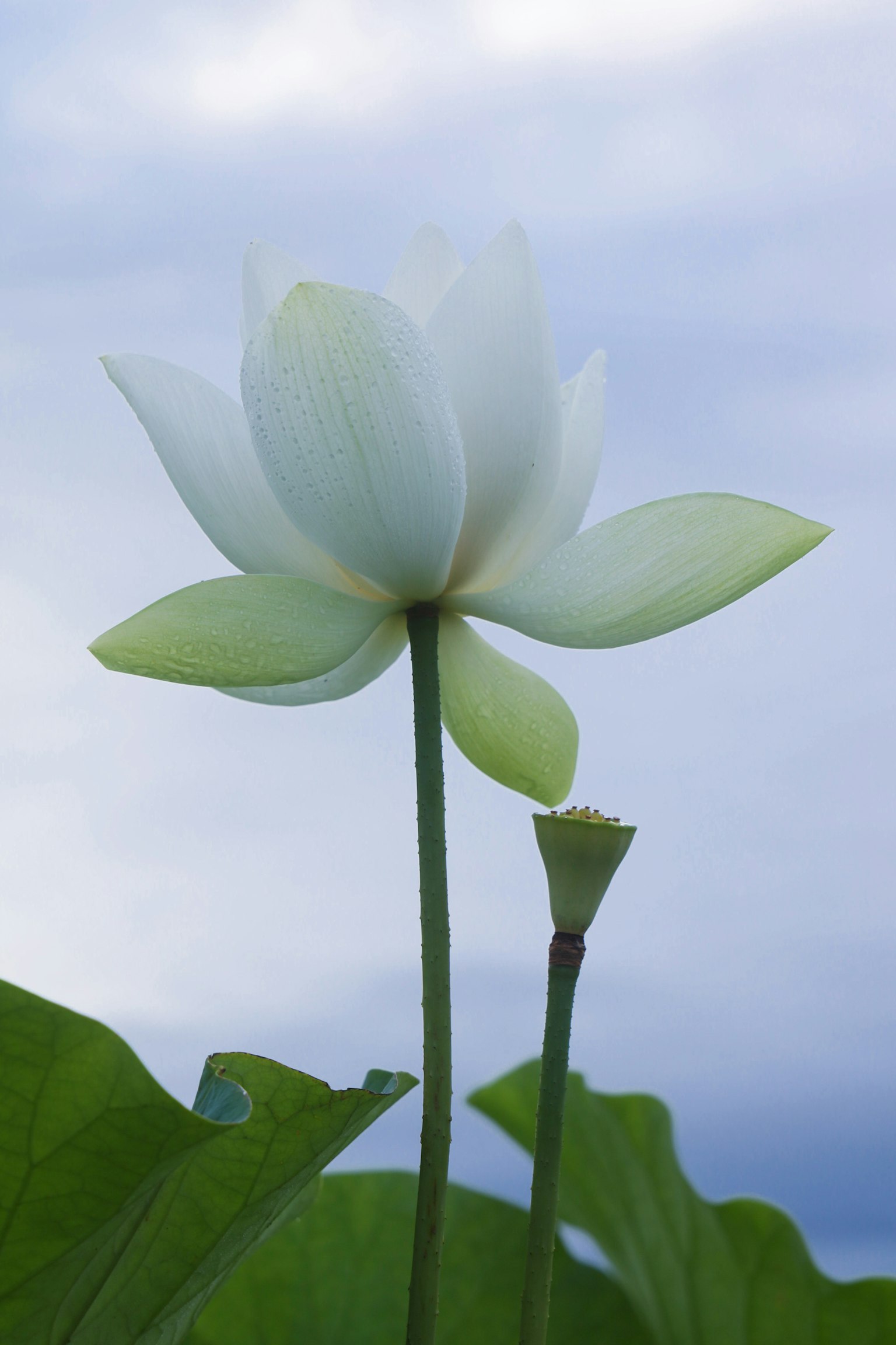 Hoa sen trắng với lá và một nụ gần đó