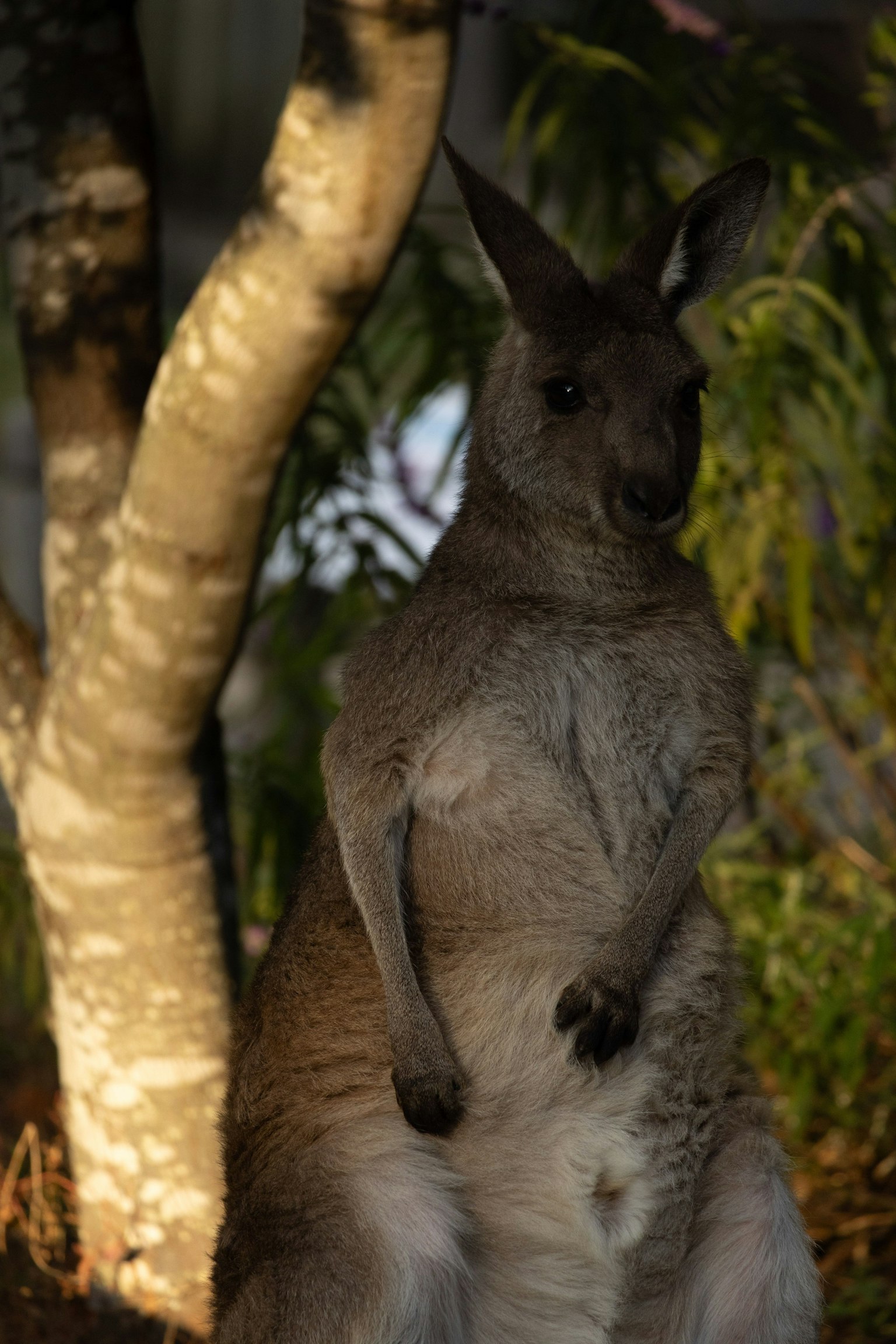 Một con kangaroo đứng bên cạnh một cái cây trong môi trường tự nhiên