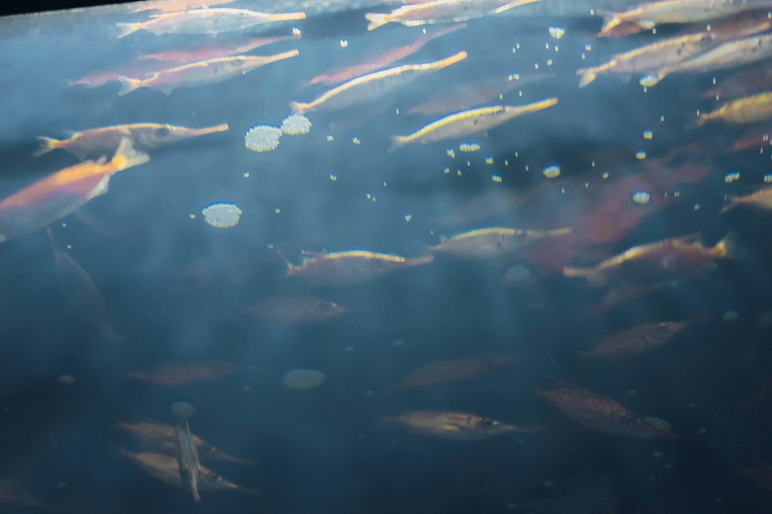 Colorful fish swimming underwater with bubbles