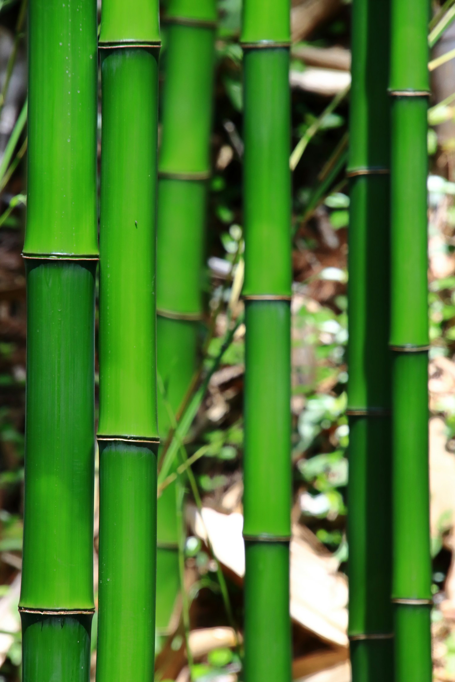 Immagine di steli di bamboo verdi eretti