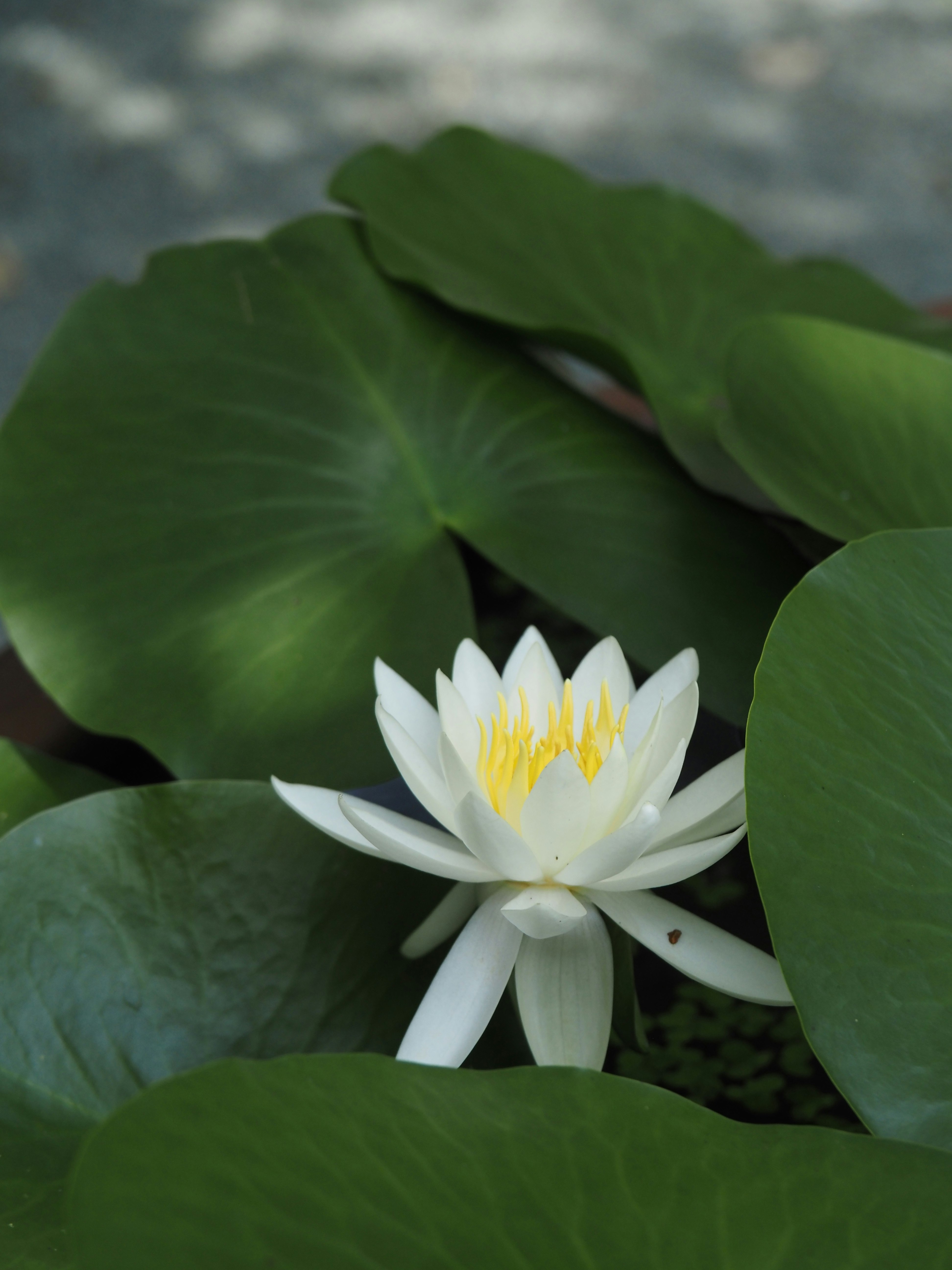 清廉な睡蓮の花が水面に咲く夏の蓮池