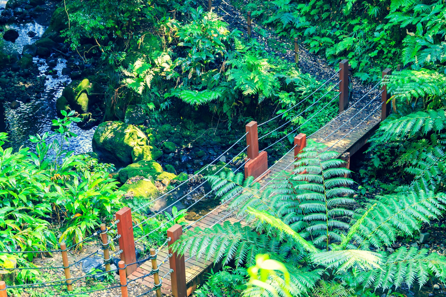 Puente colgante de madera en una jungla exuberante rodeado de densa vegetación