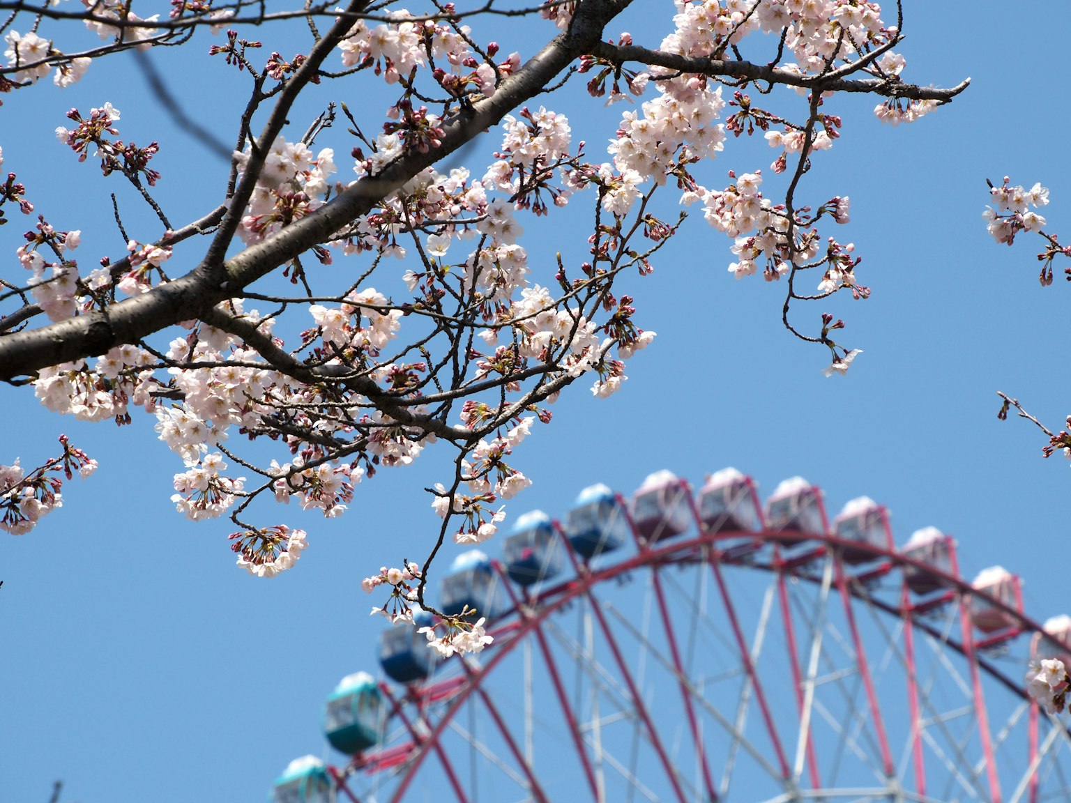 Fleurs de cerisier avec une grande roue sous un ciel bleu
