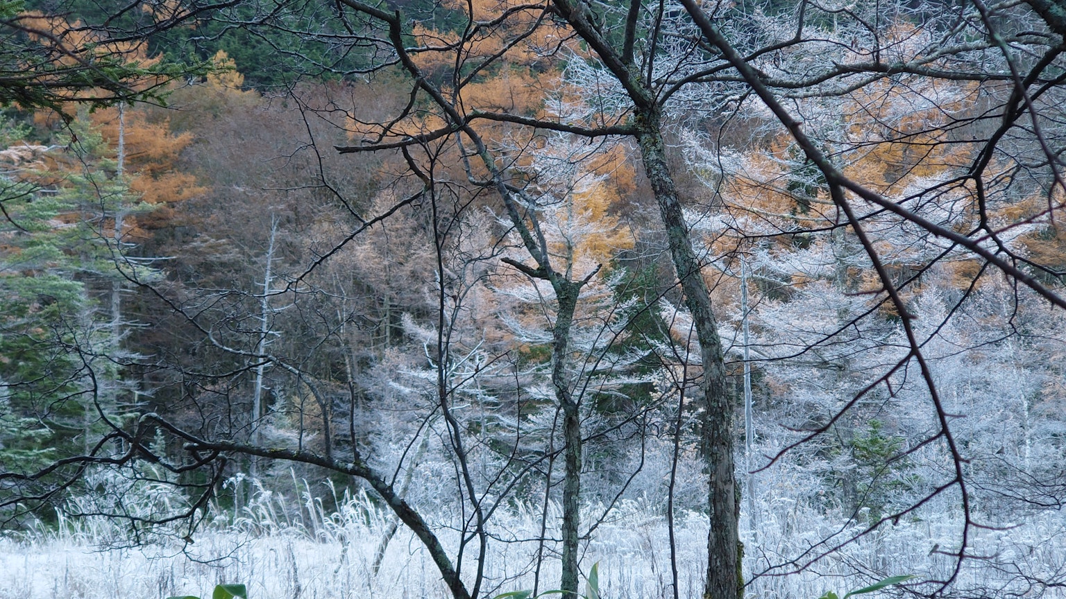 Scène de forêt d'hiver avec des arbres recouverts de neige et des feuilles orange