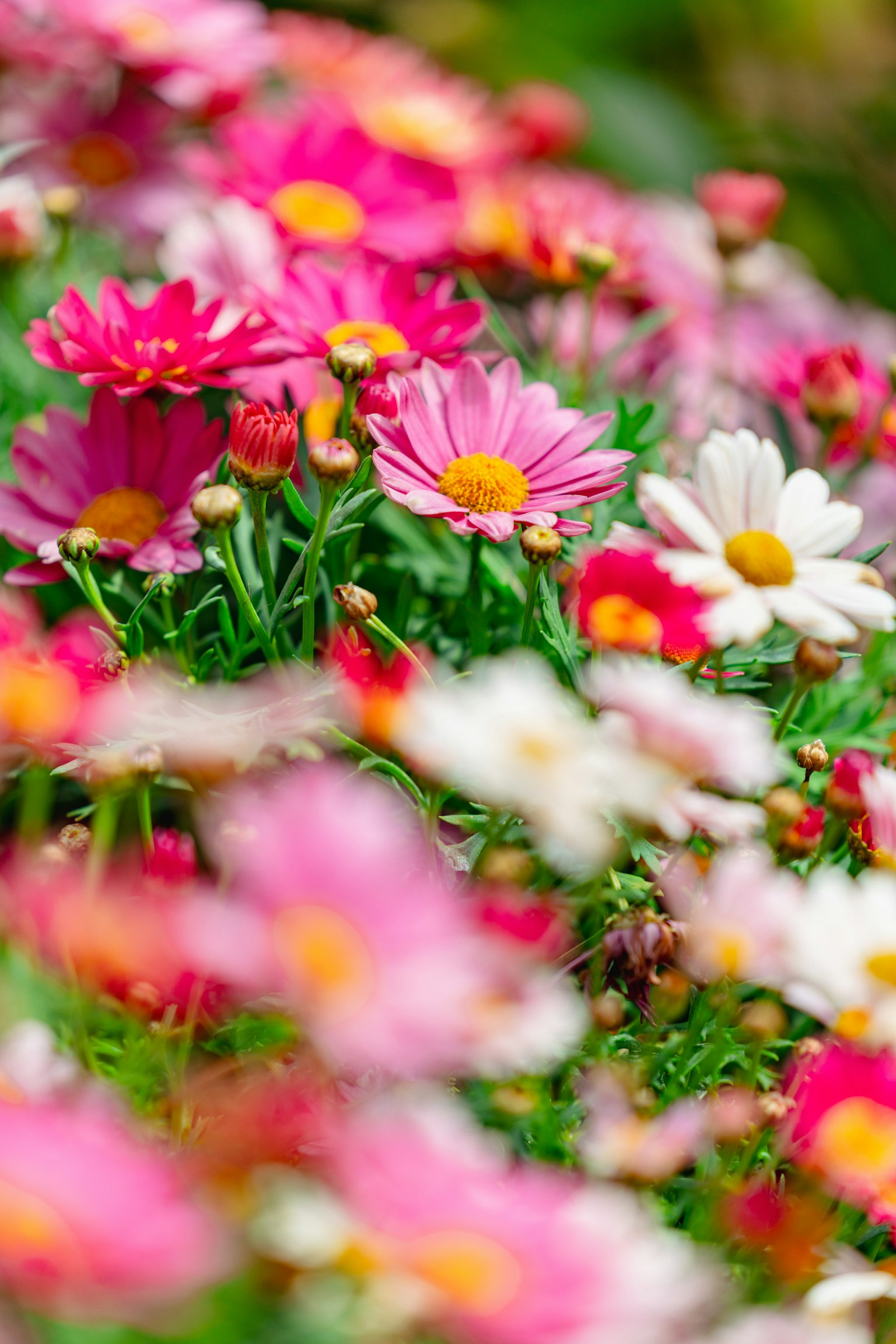 Un jardín vibrante lleno de flores coloridas en diversas tonalidades