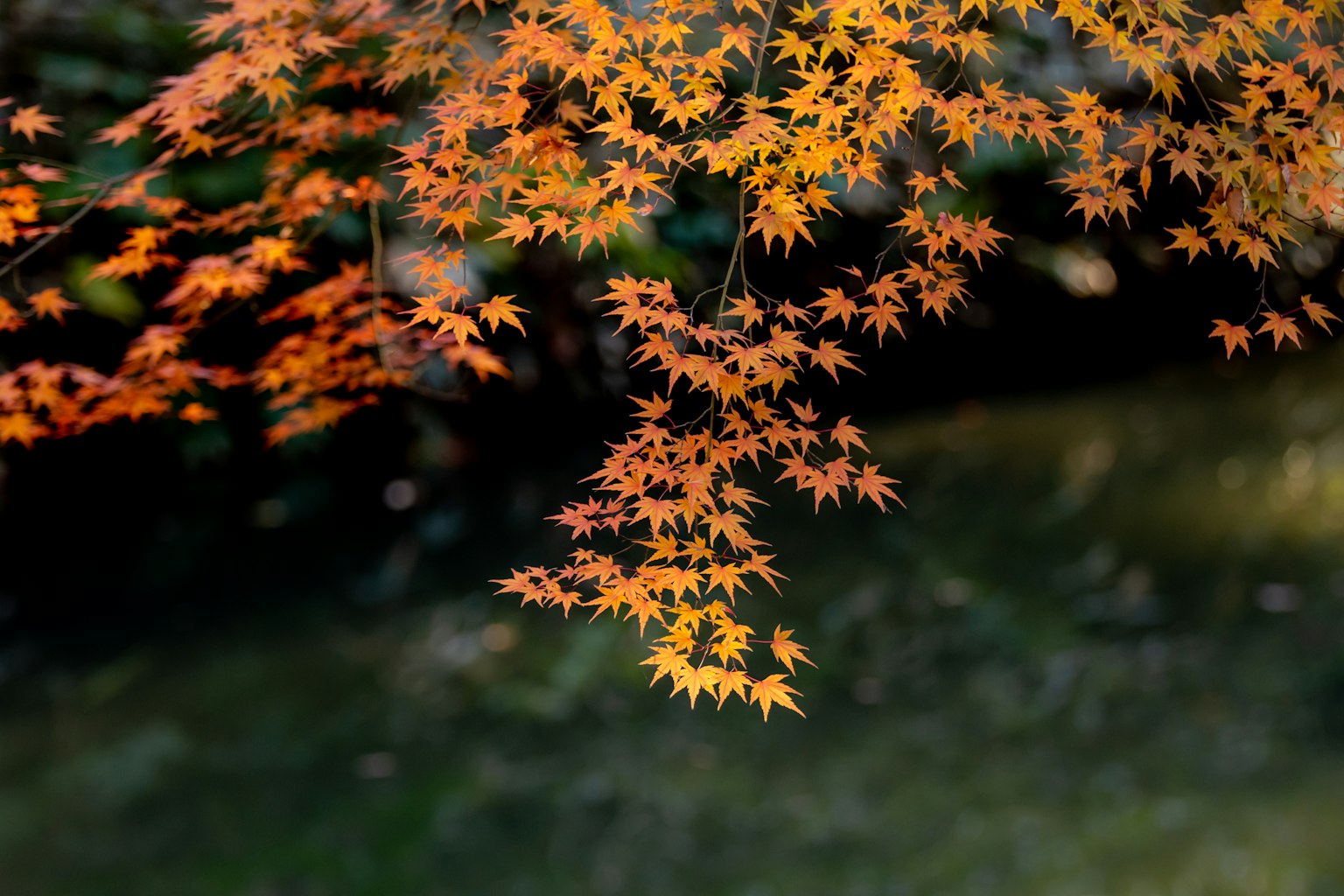 Daun maple dengan warna musim gugur mencerminkan di atas air