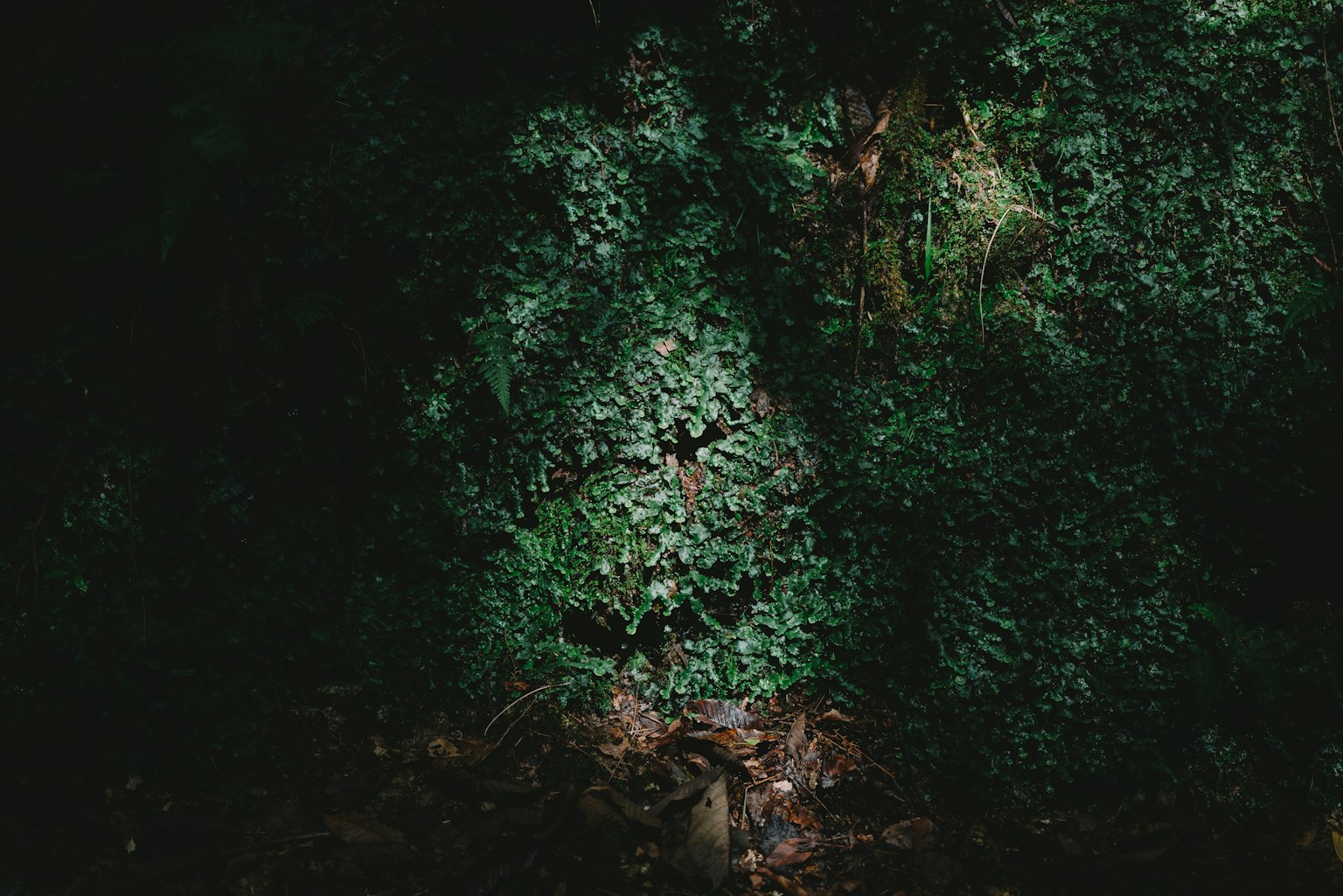 photo-IYlSGOy8Q2iuHy4PfdwM-image