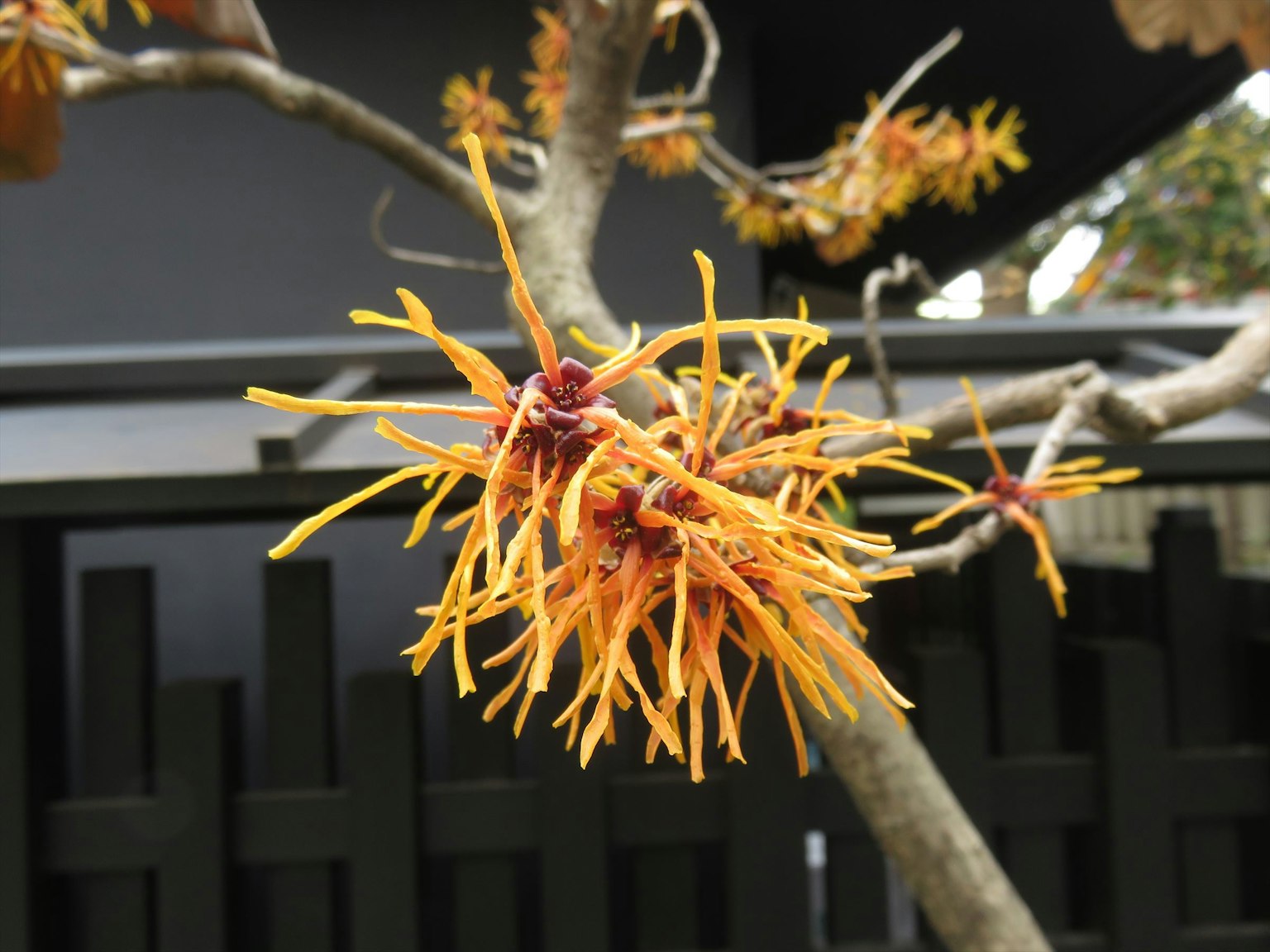 特寫亮橙色花朵的樹枝