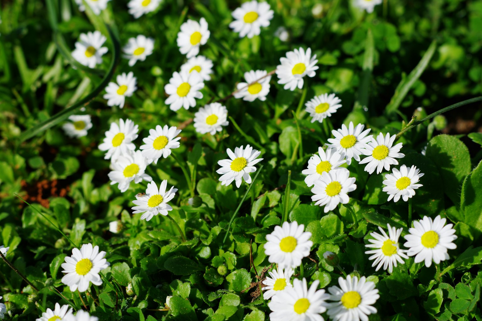 Ansammlung von Gänseblümchen mit weißen Blütenblättern und gelben Zentren