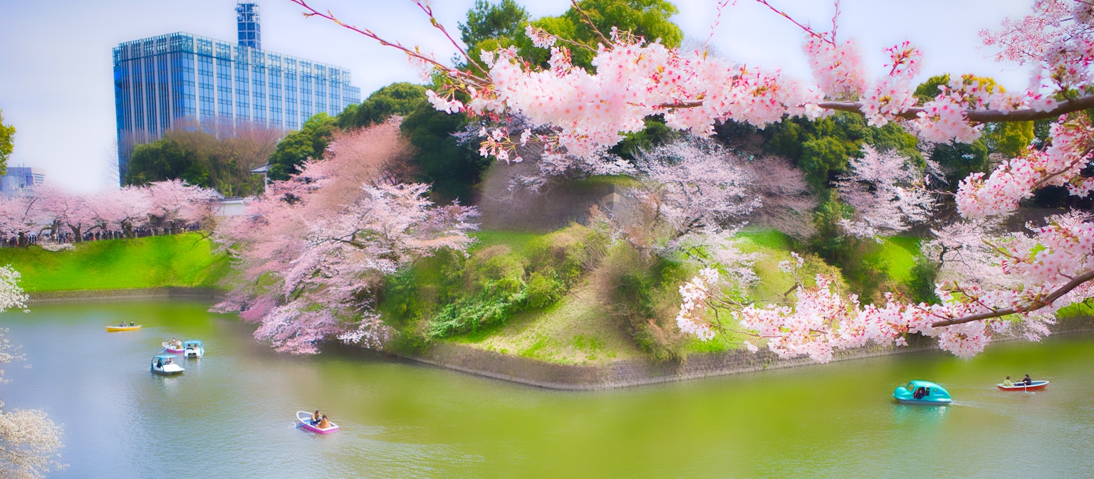 ทิวทัศน์ที่สวยงามของซากุระในสวนพร้อมเรือในบึง