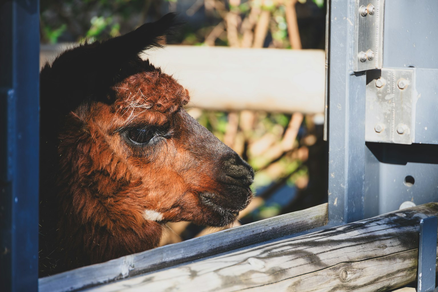 Kedekatan seekor llama coklat yang mengintip dari jendela