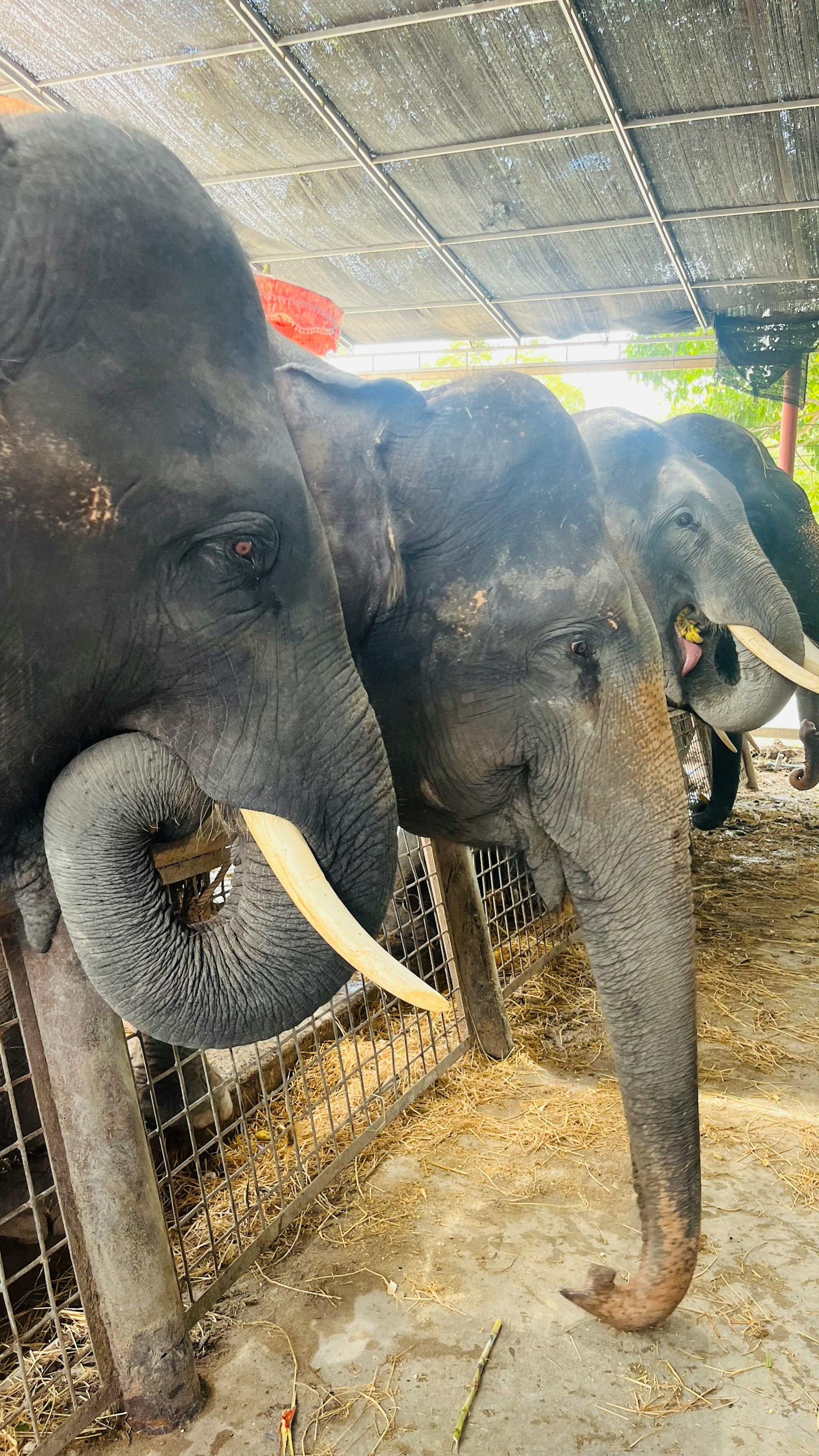 Gros plan d'éléphants dans un abri avec des trompes et des précieuses