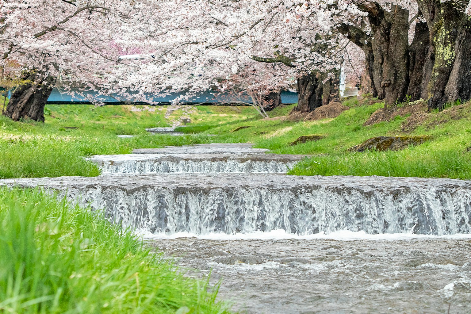 Pemandangan indah aliran sungai di bawah pohon sakura