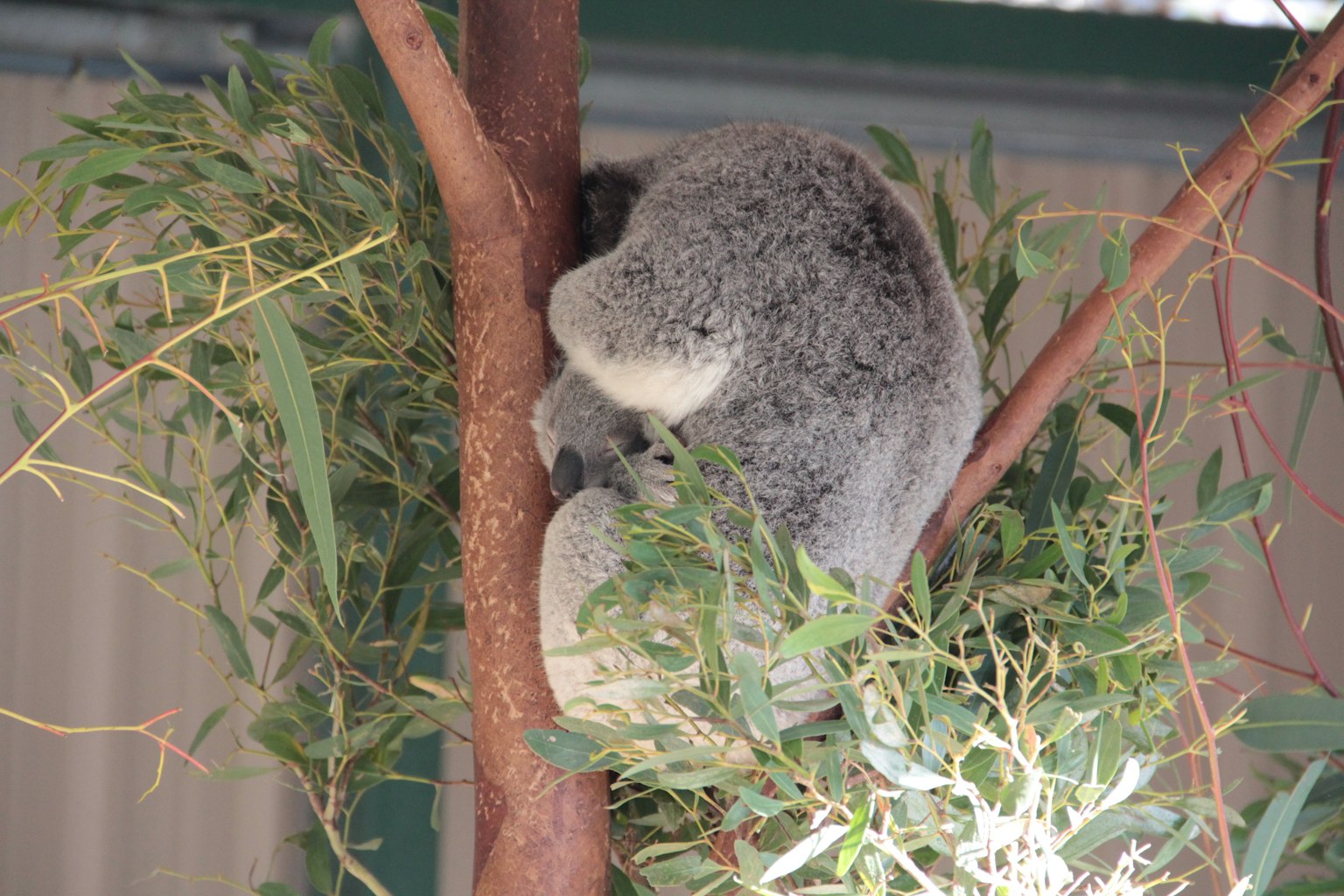 A koala curled up on a tree branch surrounded by leaves