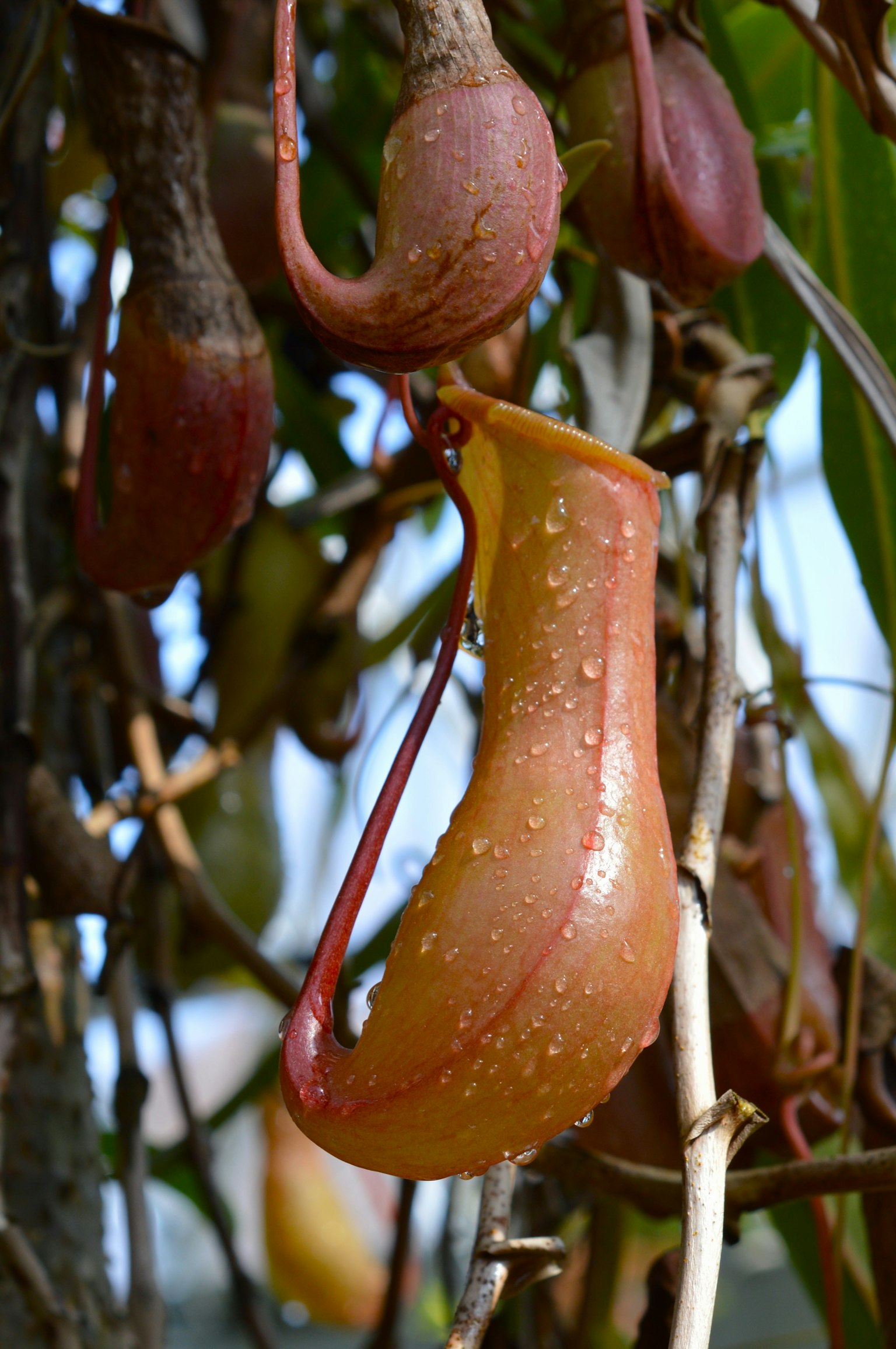A unique pitcher plant with droplets of water on its curvy leaves