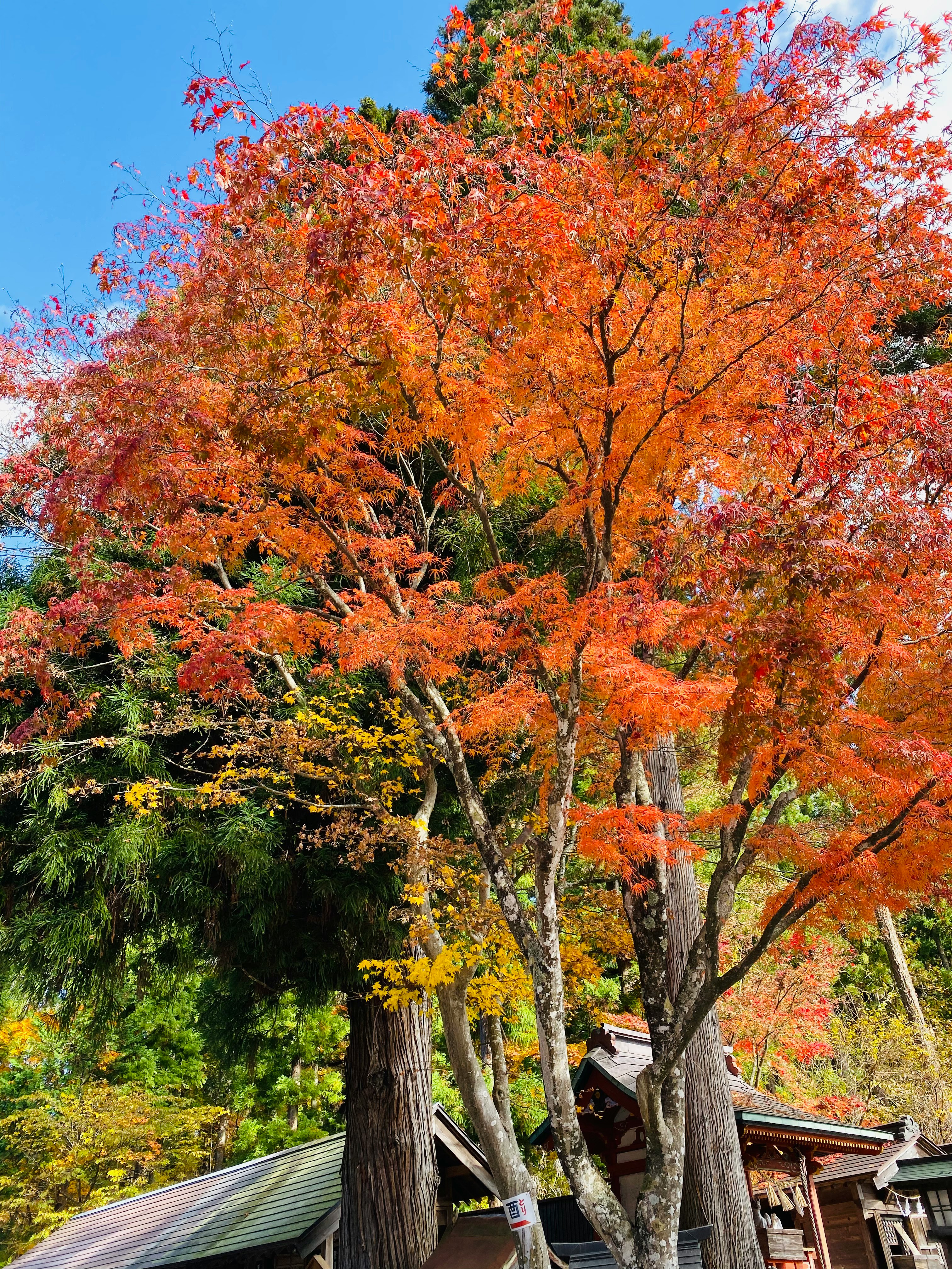 色づく紅葉の大きな木々と庭の景色