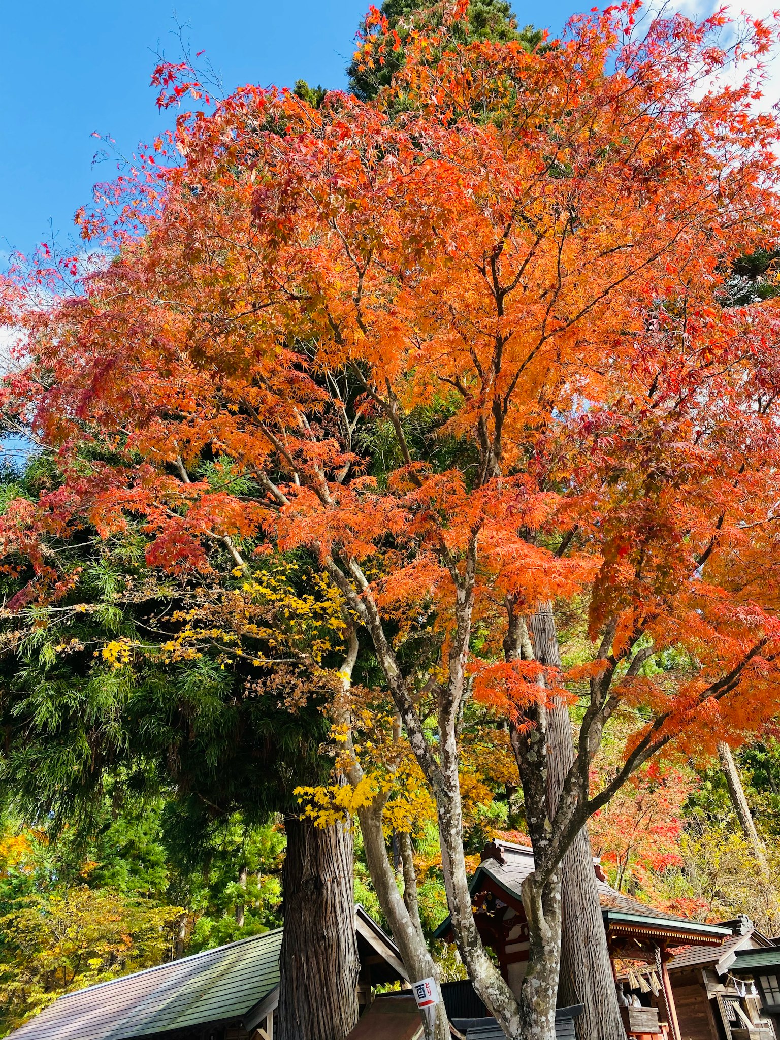 Pohon maple yang indah dengan daun merah di latar belakang langit biru