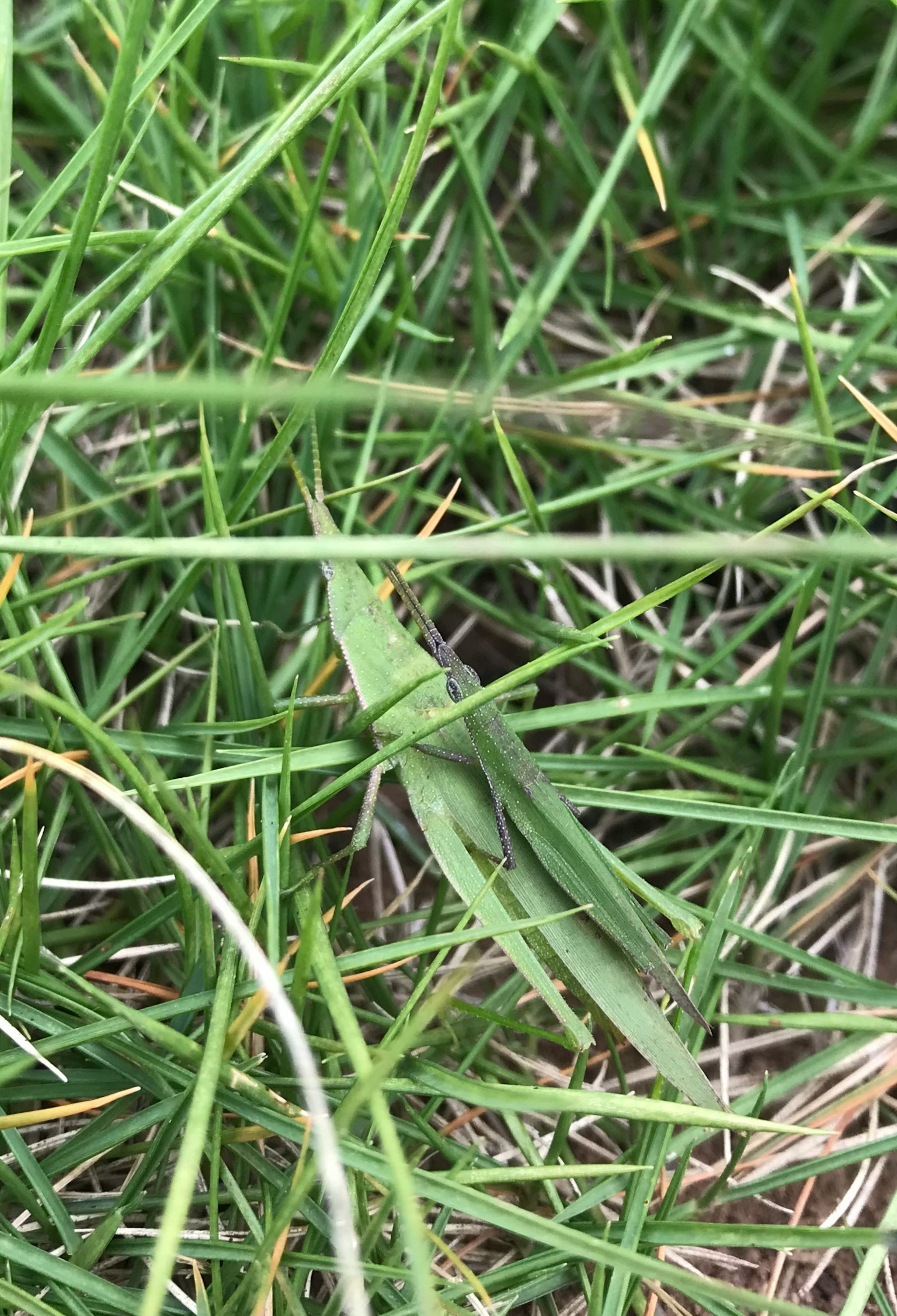 Green grasshopper camouflaged in grass