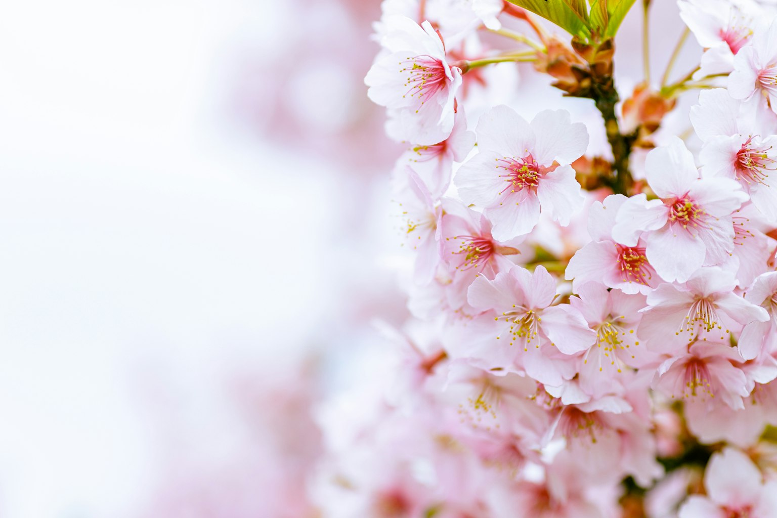 Bunga sakura merah muda yang halus sedang mekar