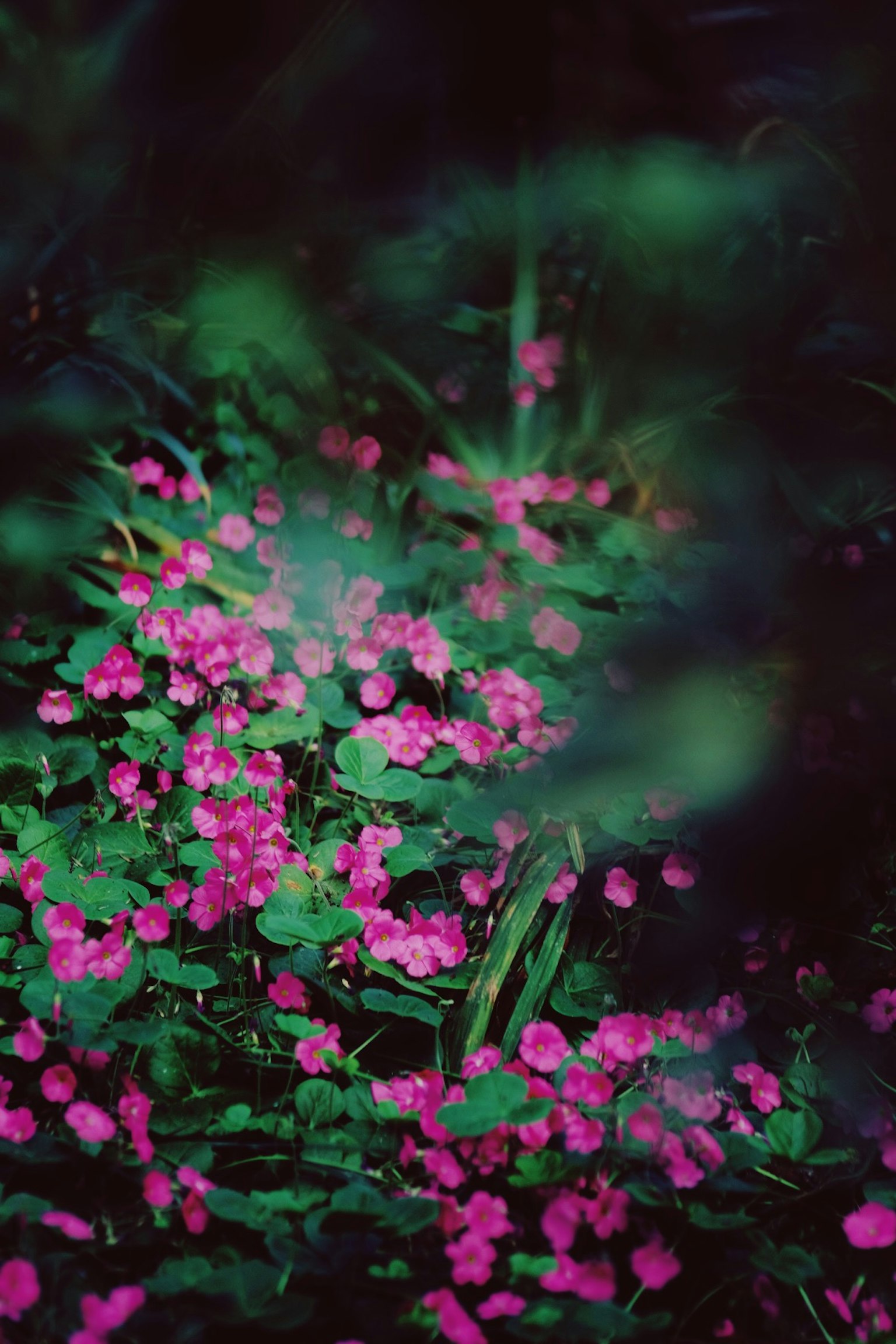 Cluster of small pink flowers surrounded by green leaves