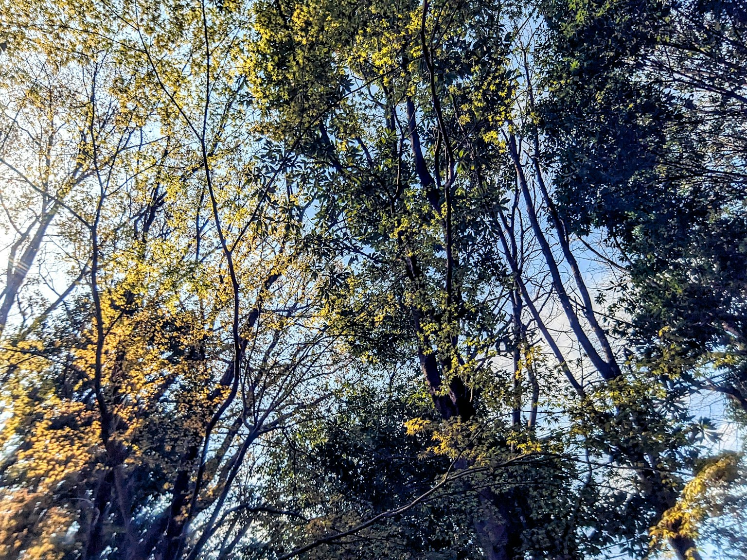 藍天背景下色彩繽紛的樹木景觀