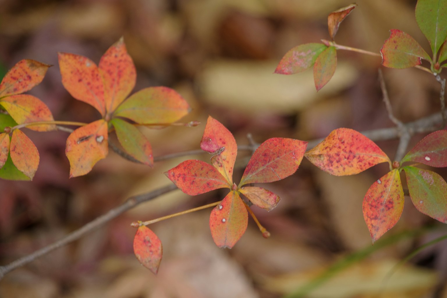 Close-up daun musim gugur dalam nuansa merah dan hijau