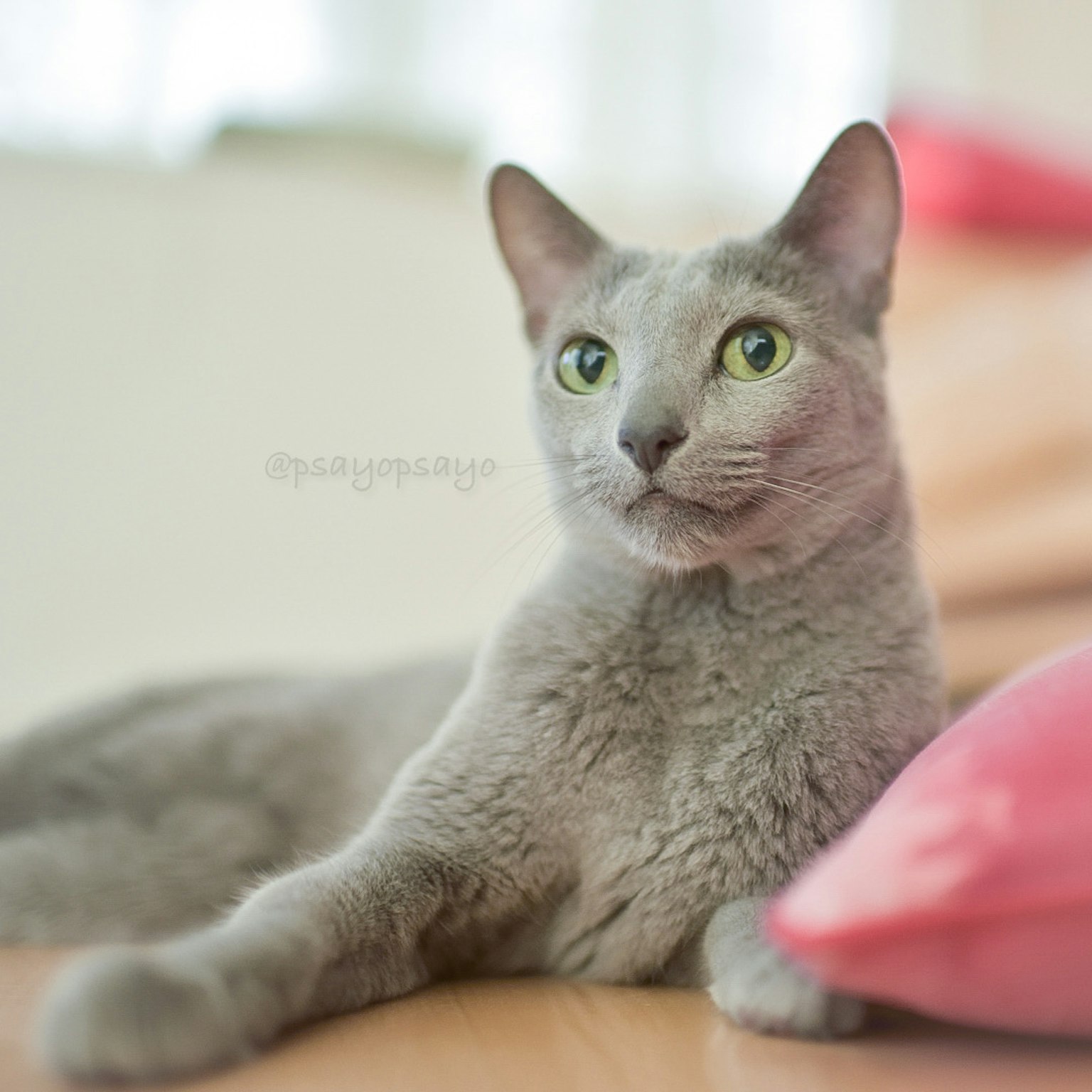 Un gato gris acostado sobre un cojín con ojos verdes mirando a la cámara