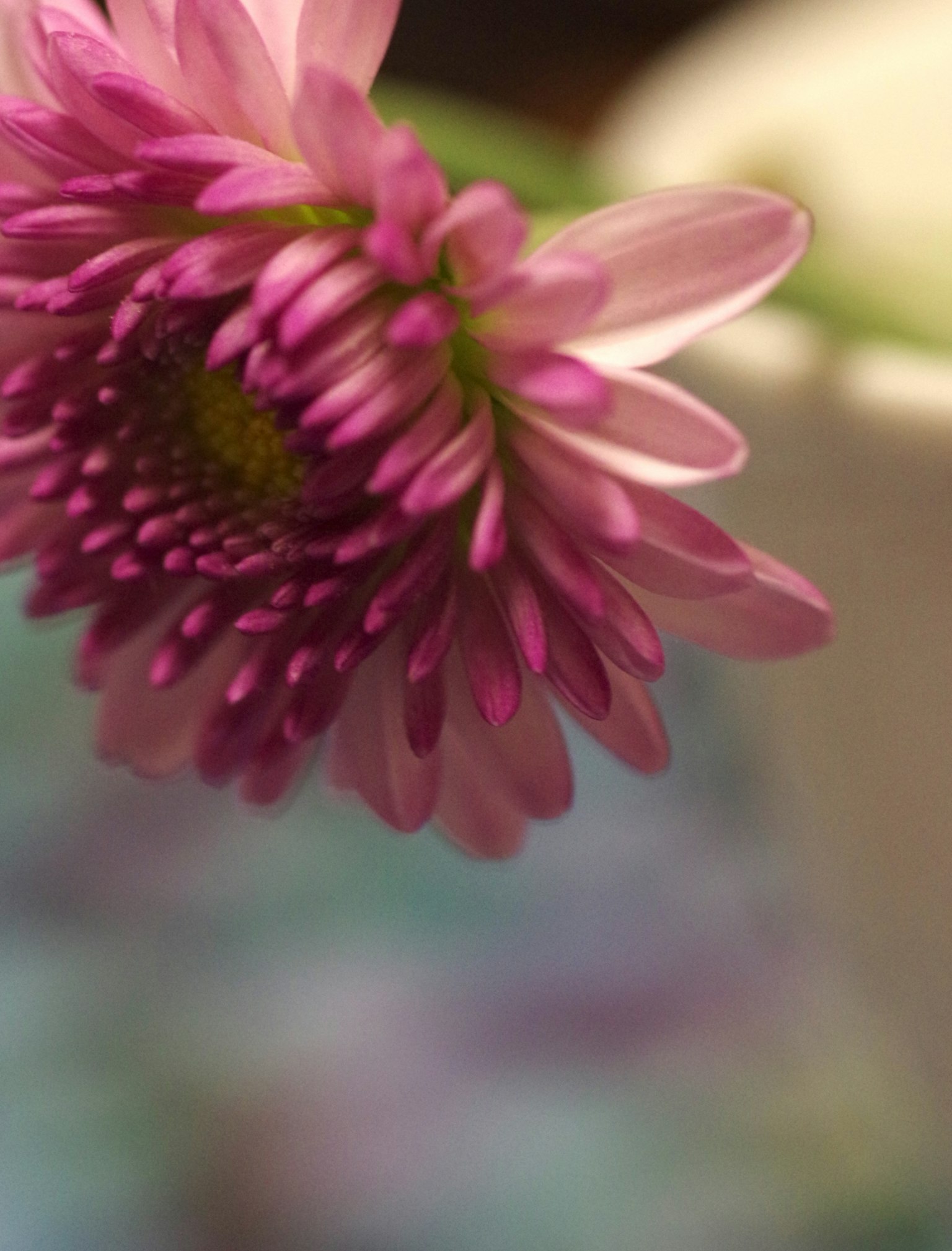 Gros plan d'une fleur rose avec des pétales et un fond flou