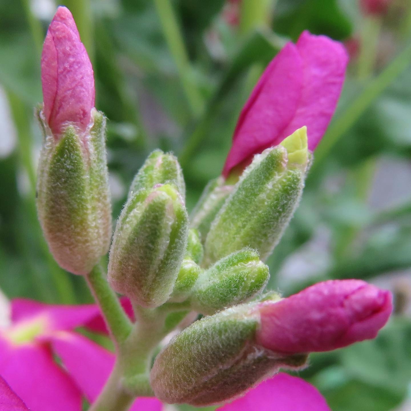 ピンクの花のつぼみとつぼみの産毛