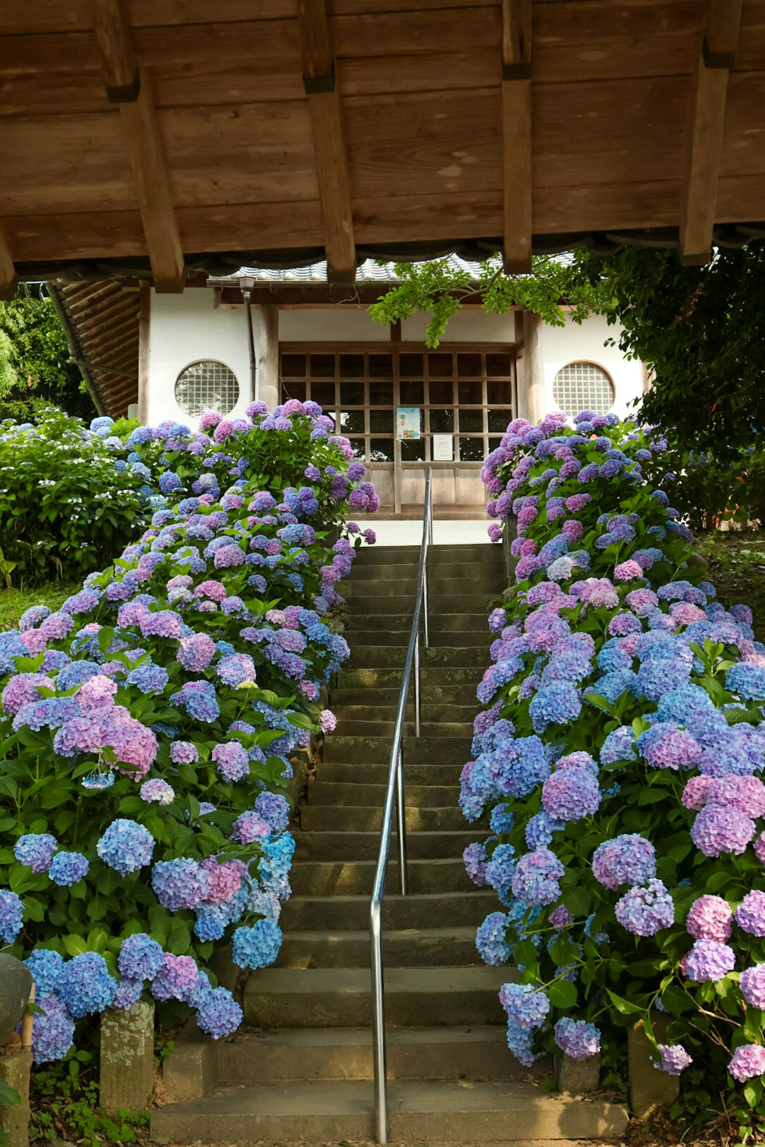 Magnifique scène avec des hortensias bleus et violets fleurissant le long de l'escalier