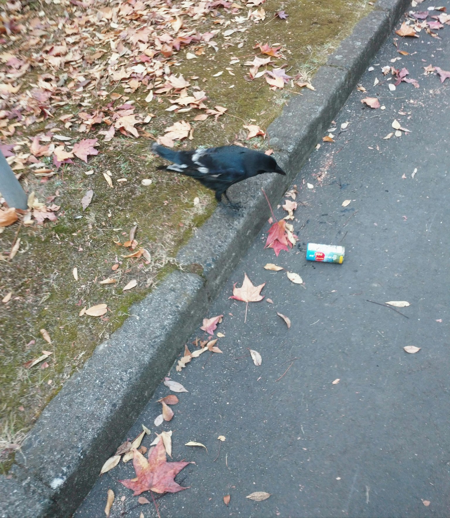 Un uccello nero vicino a una lattina su un sentiero coperto di foglie