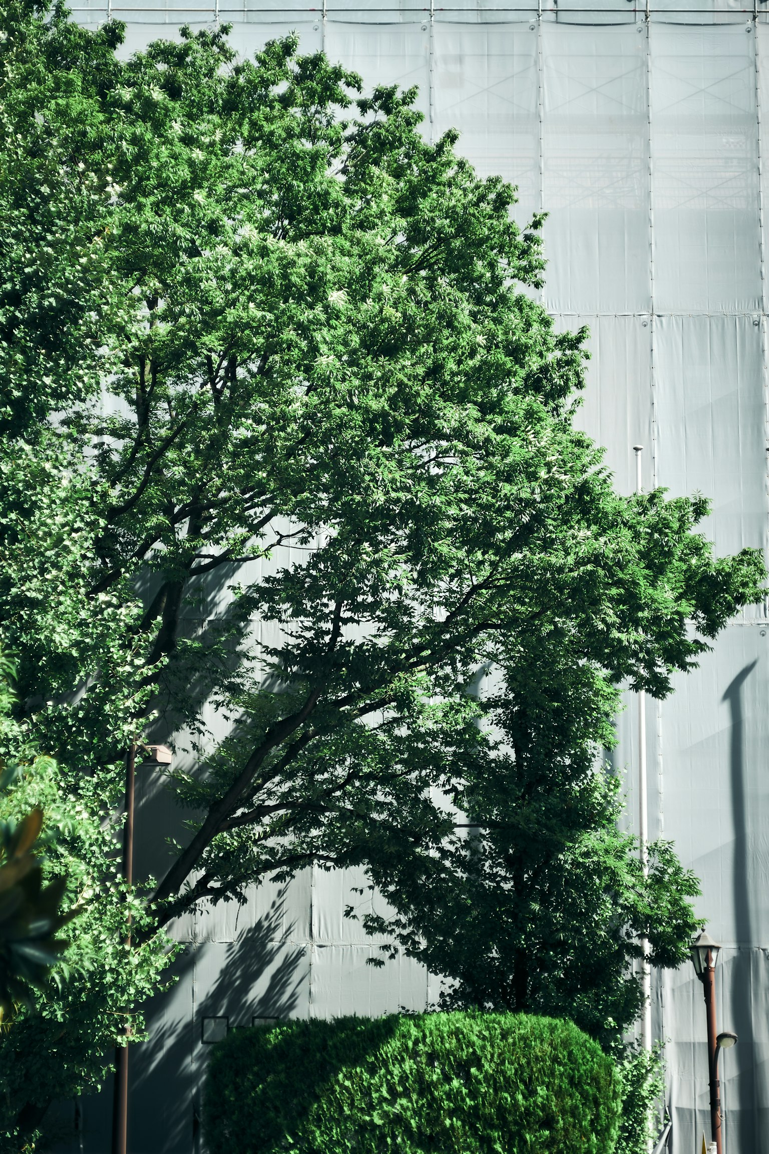 Ein üppiger grüner Baum vor einer Betonwand