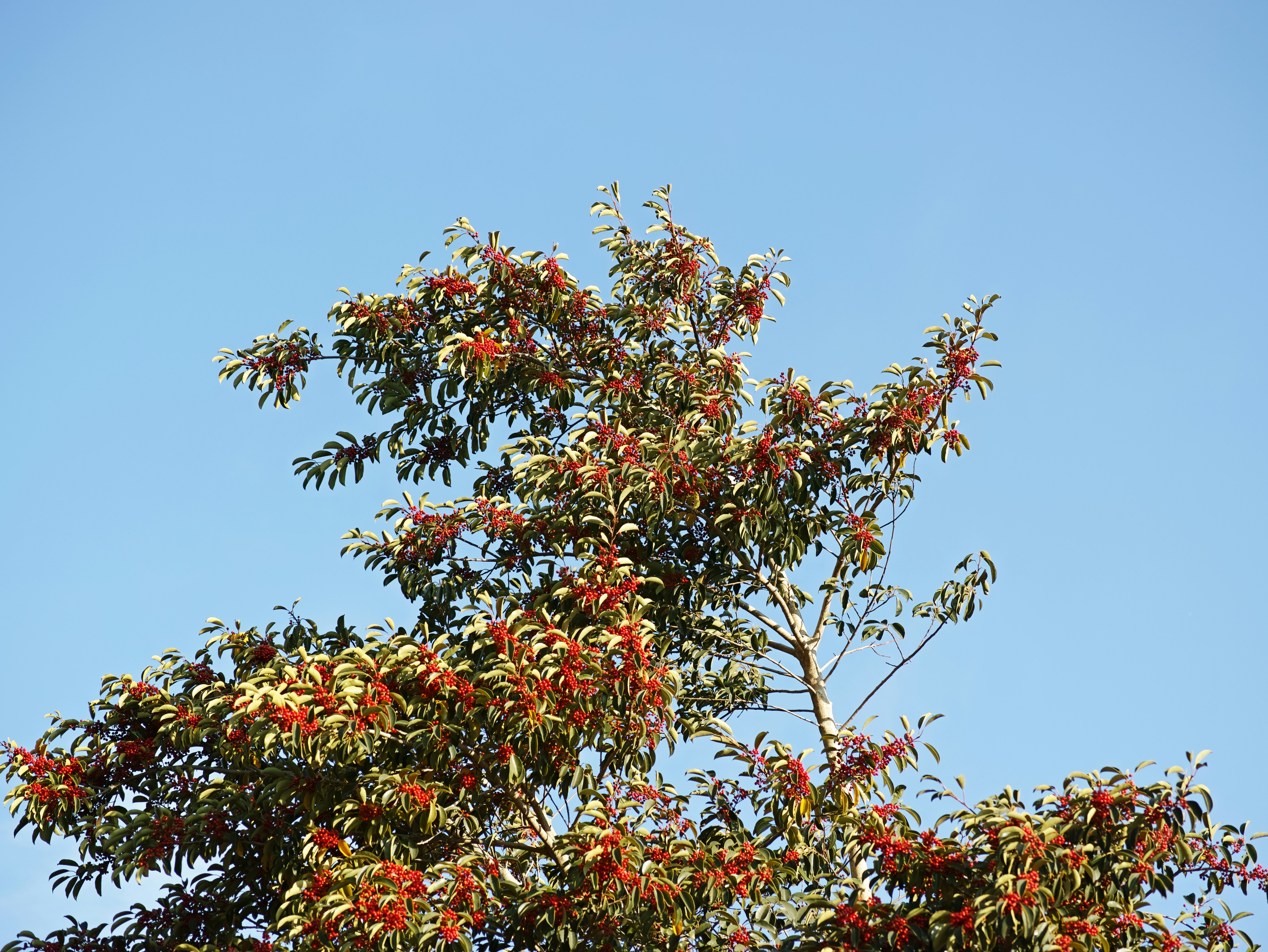 Baum mit roten Beeren vor blauem Himmel