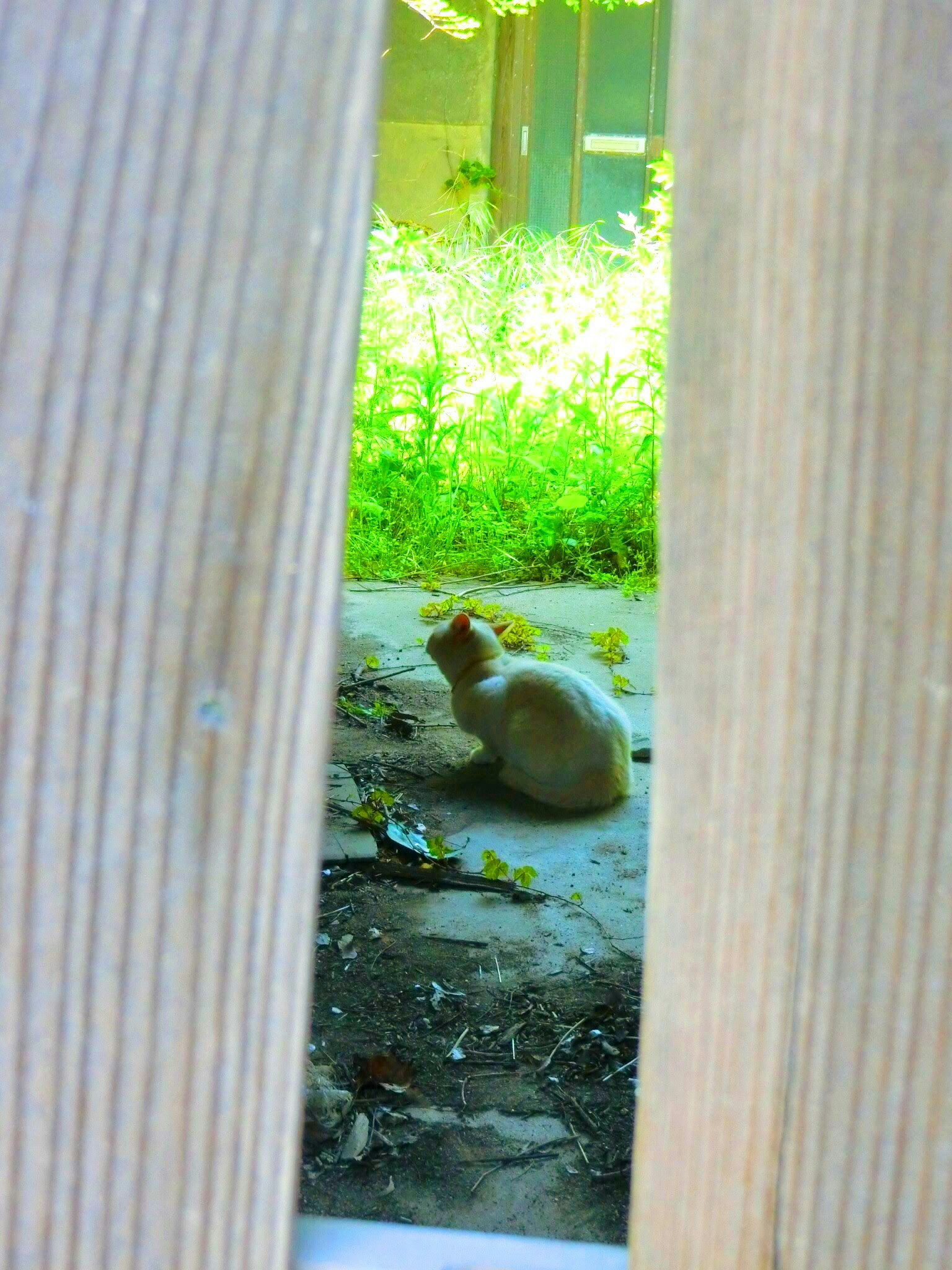 Un chat blanc vu à travers une clôture en bois avec de l'herbe verte en arrière-plan