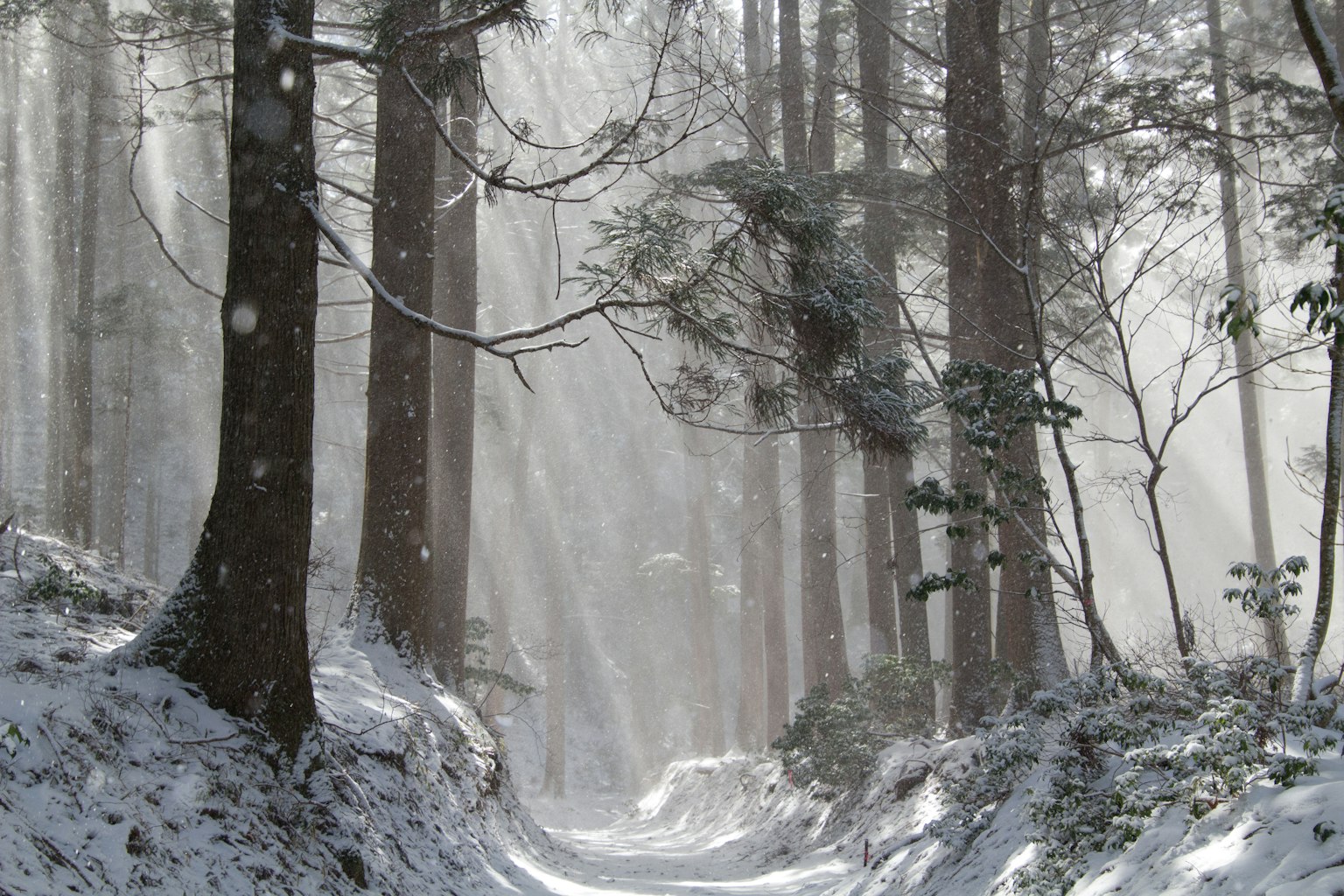 被雪覆盖的森林小径，高大的树木和宁静的氛围