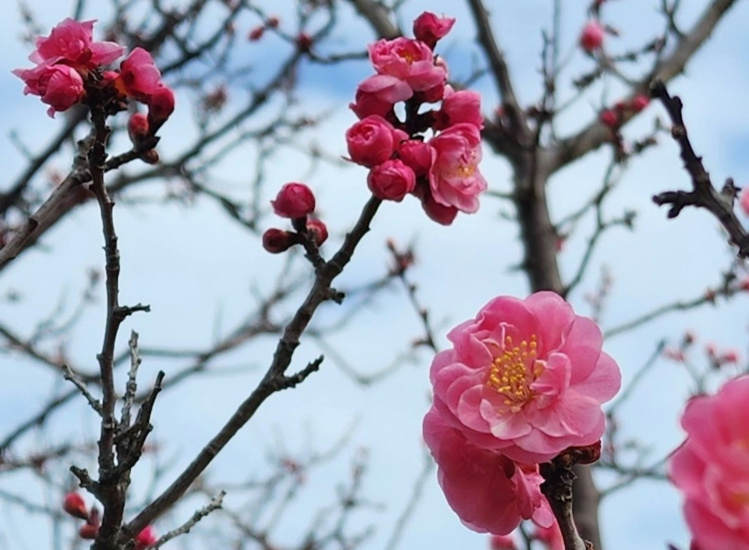Äste eines Pflaumenbaums mit rosa Blüten