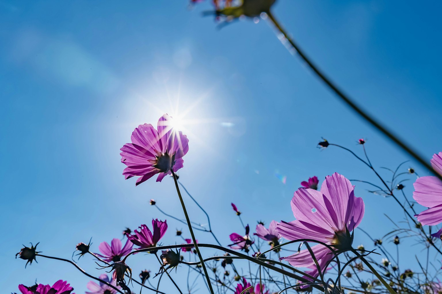 Flores moradas contra un cielo azul brillante y un sol radiante