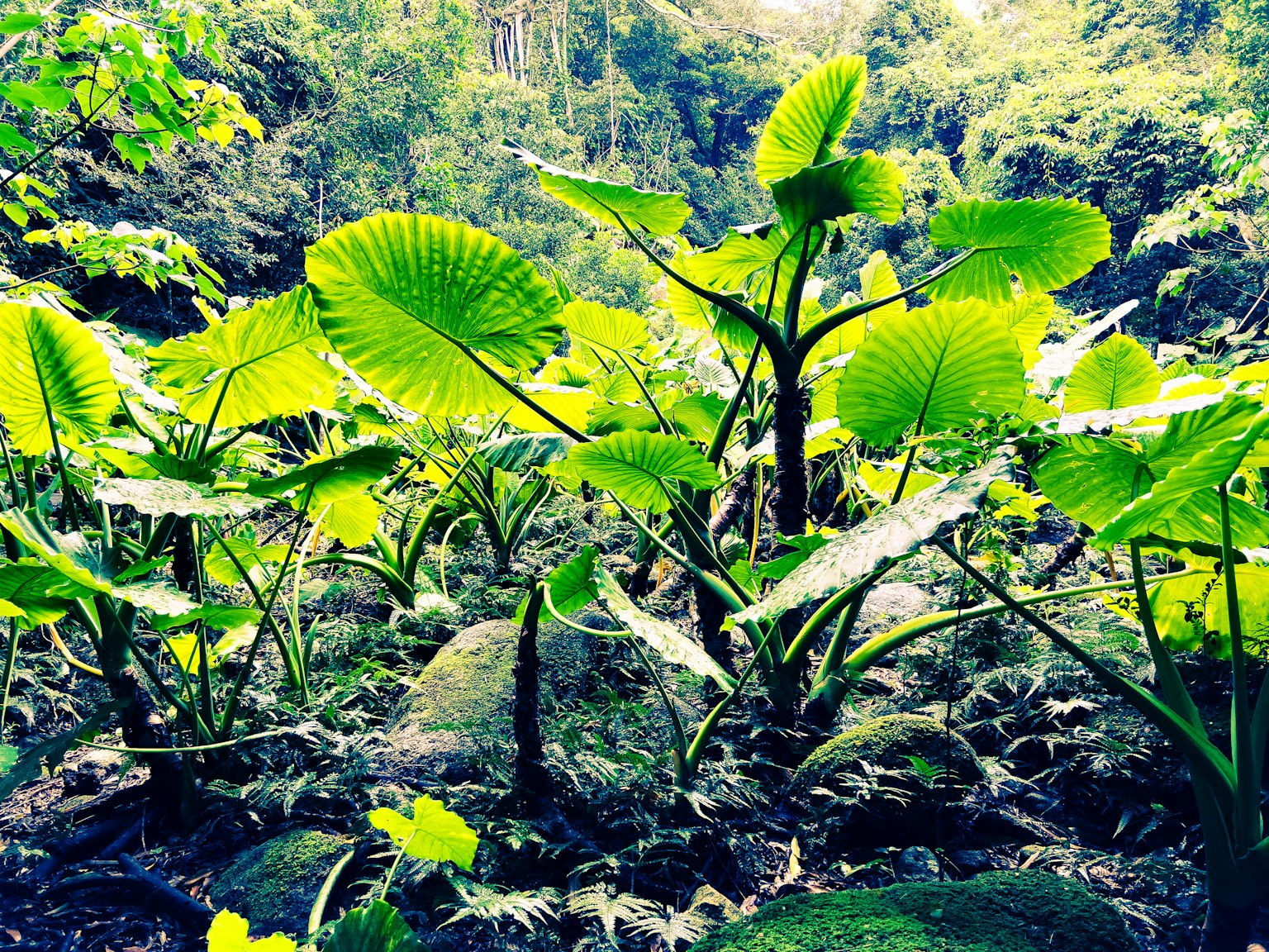 Lush tropical plants with large leaves glowing in the sunlight, growing among rocks