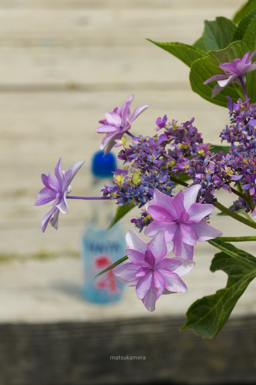Purple flowers and a ramune bottle on a summer festival table