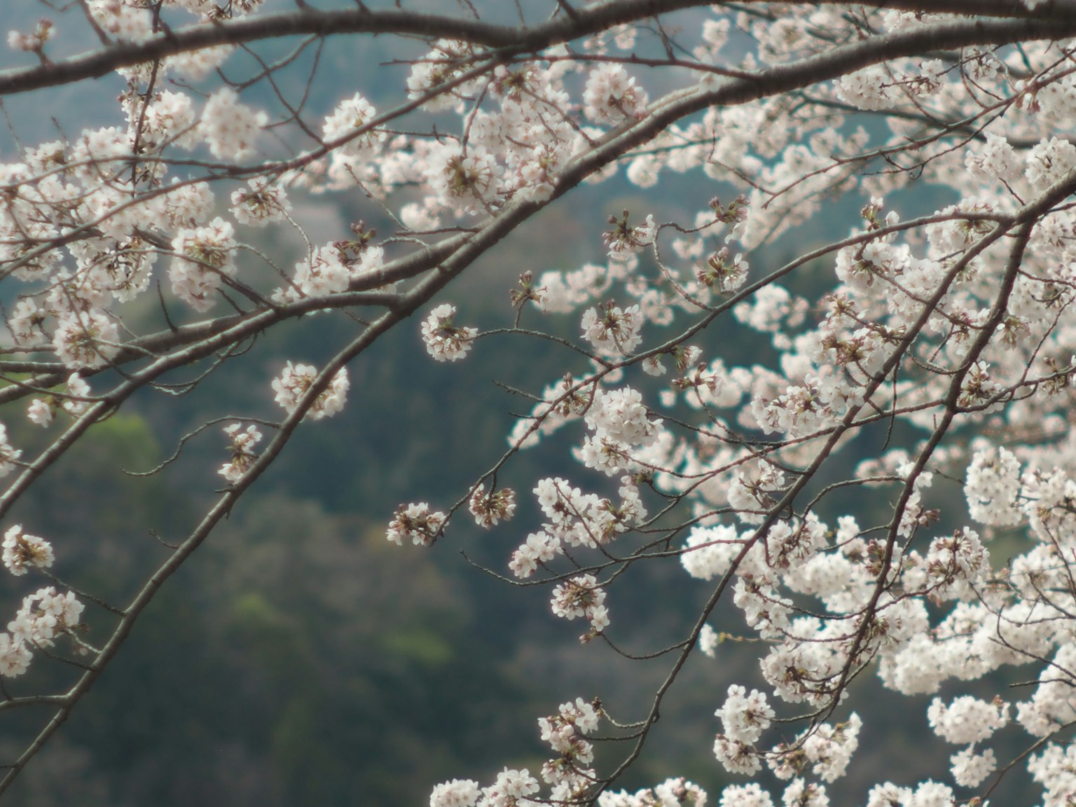 Acercamiento de ramas de cerezo en plena floración